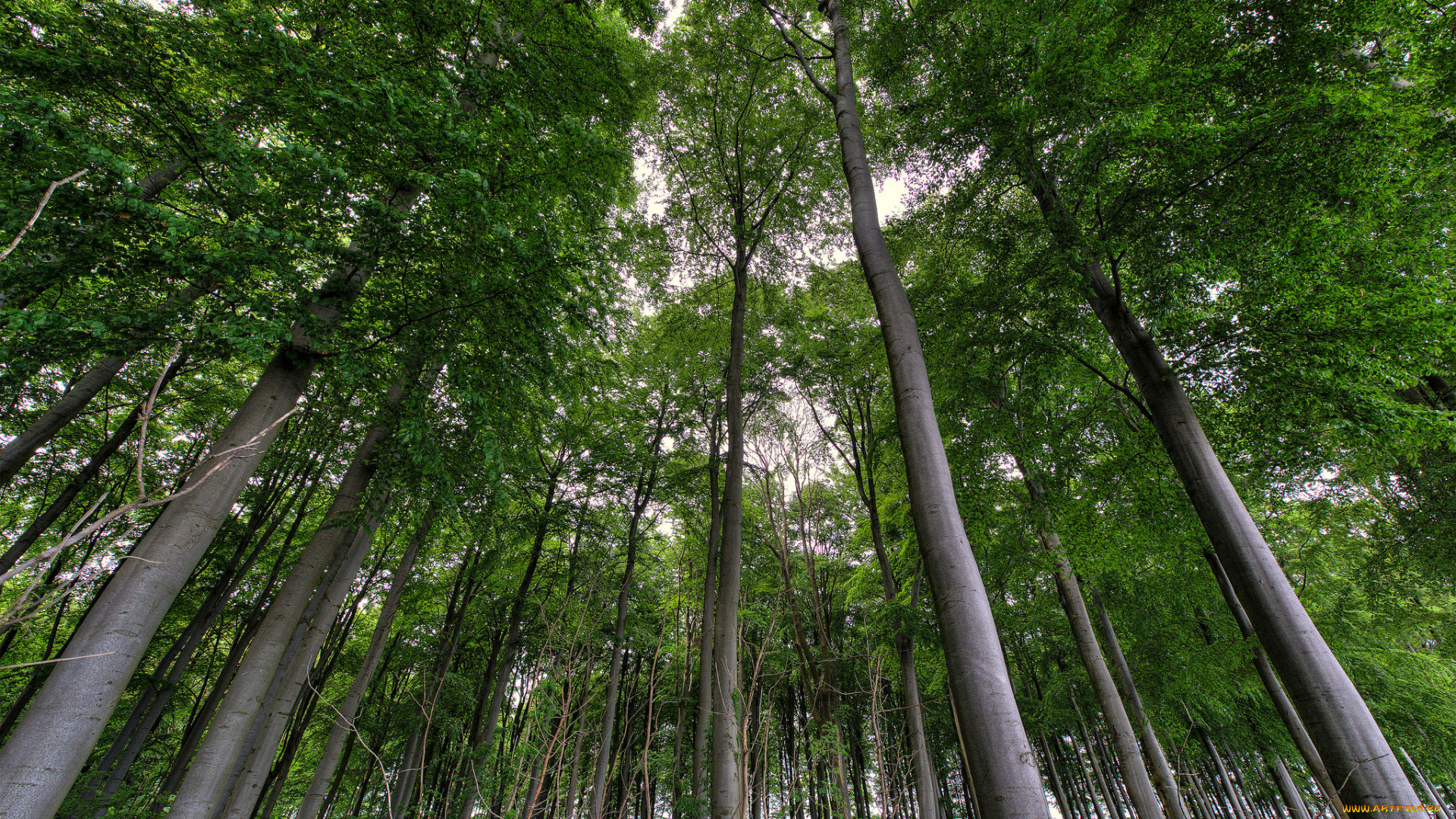 природа, лес, деревья