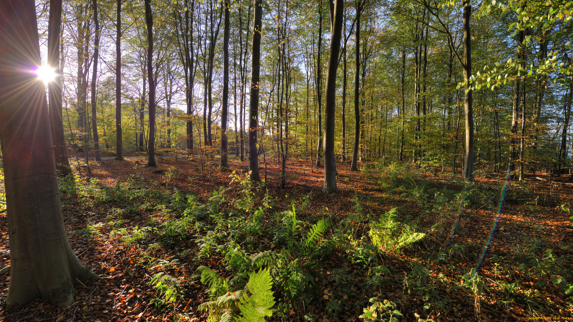 природа, лес, деревья