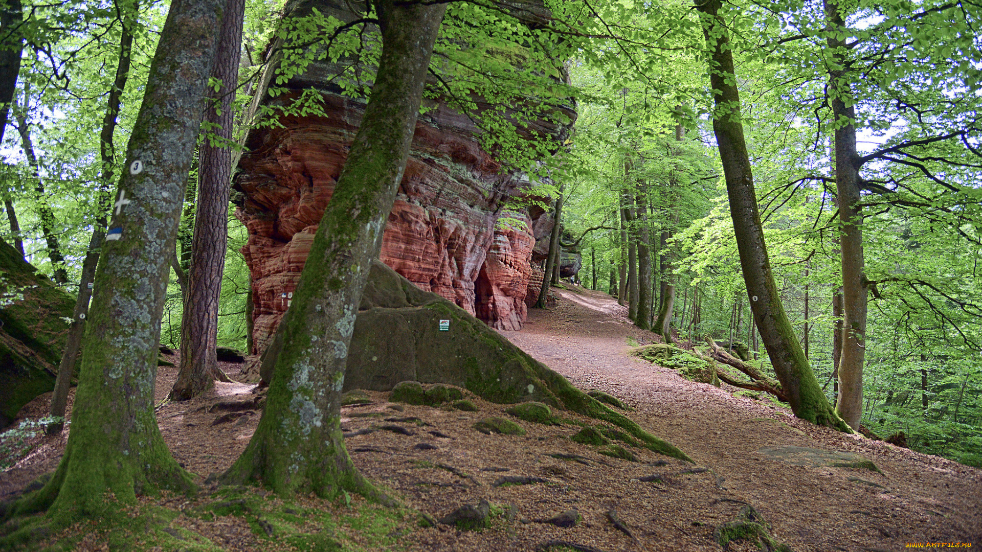 природа, лес, деревья