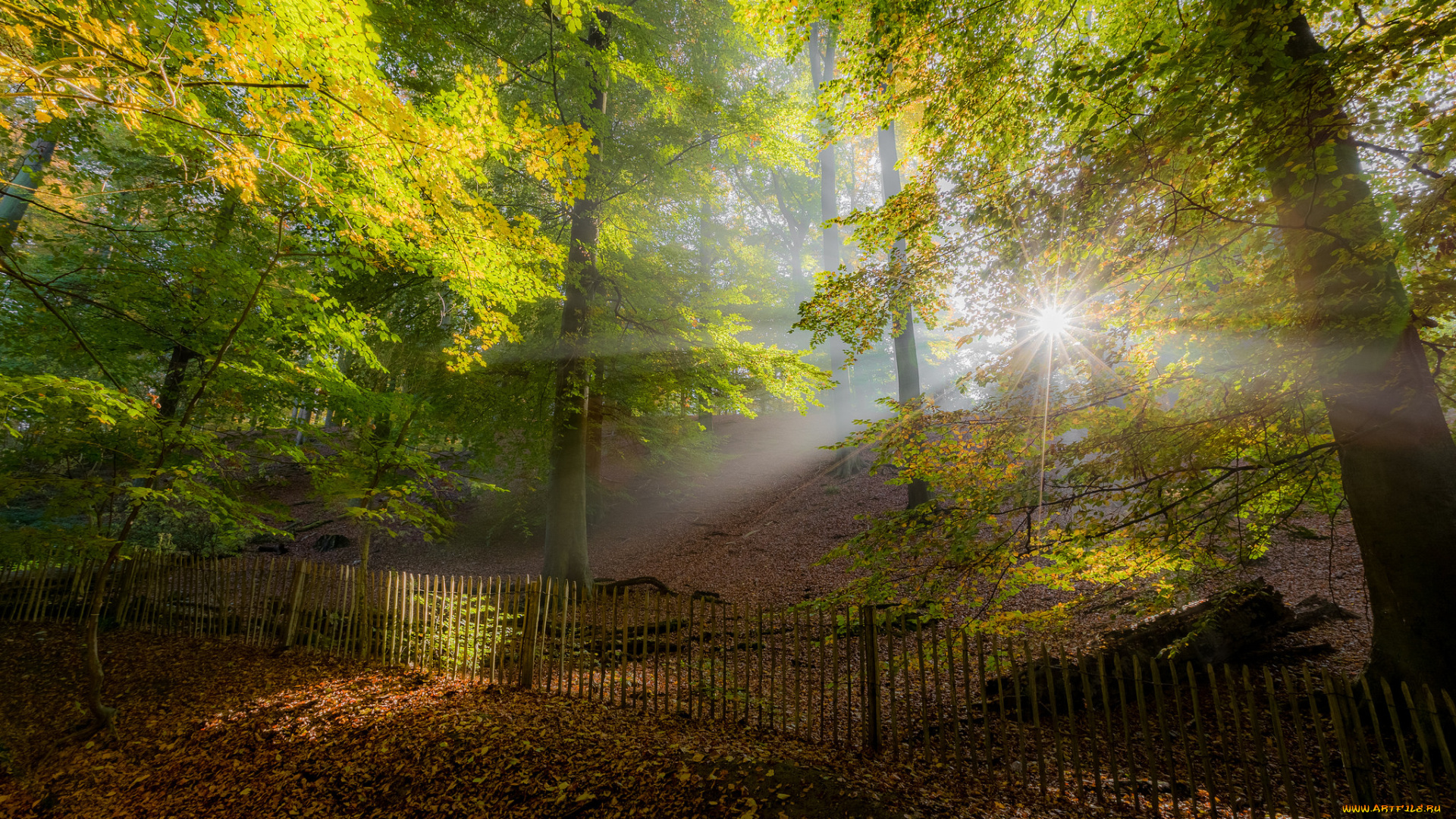 природа, лес, деревья