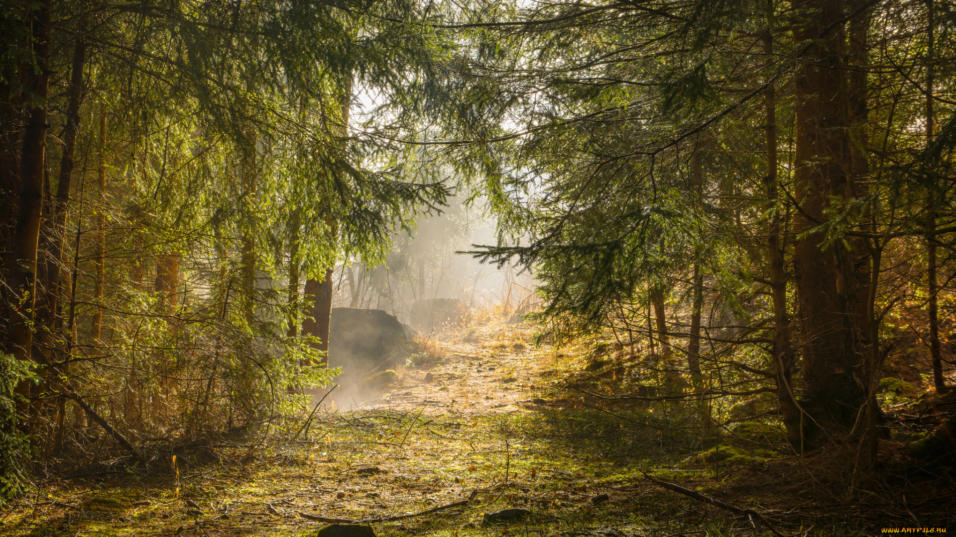 природа, лес, деревья