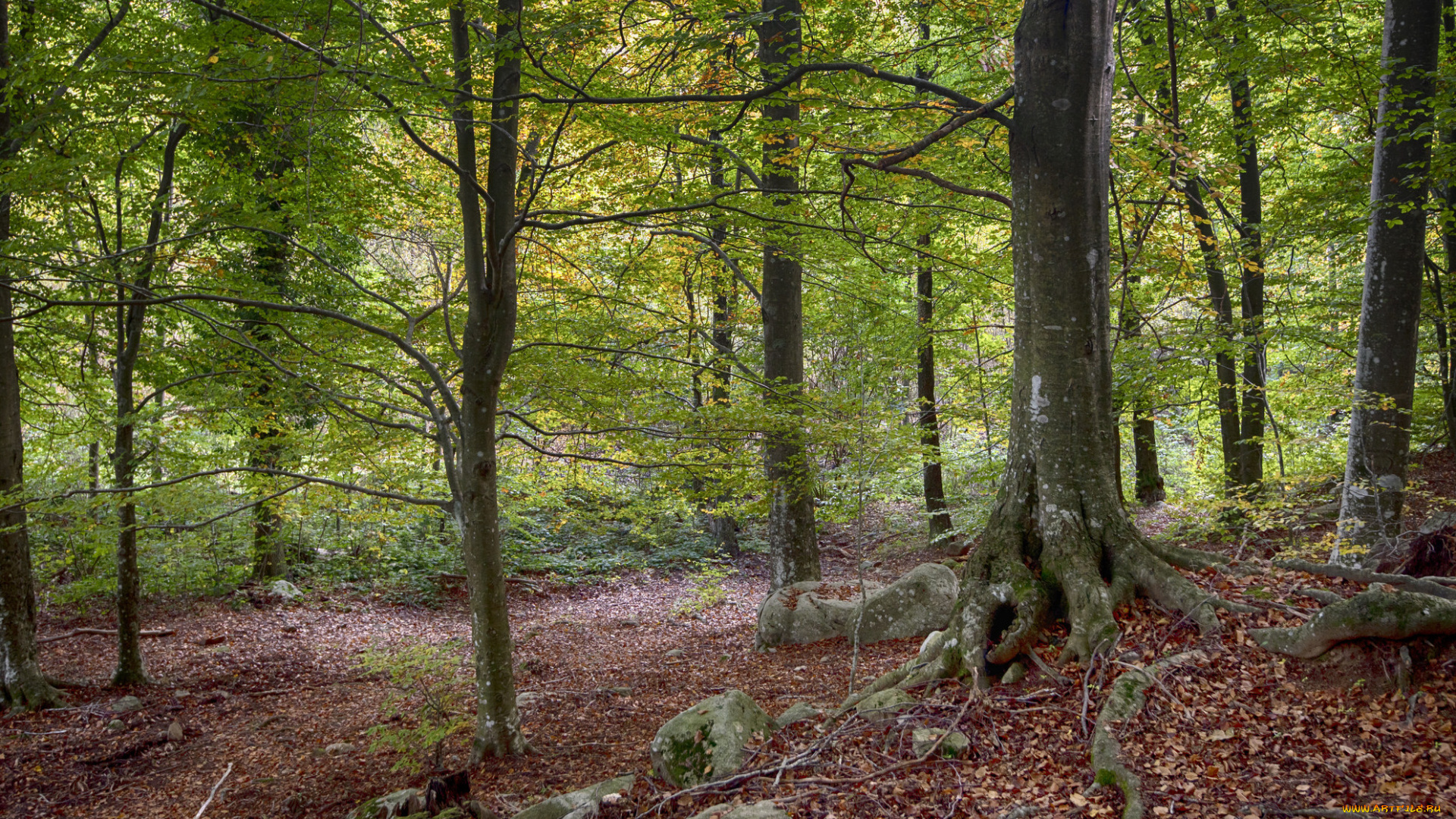 природа, лес, деревья