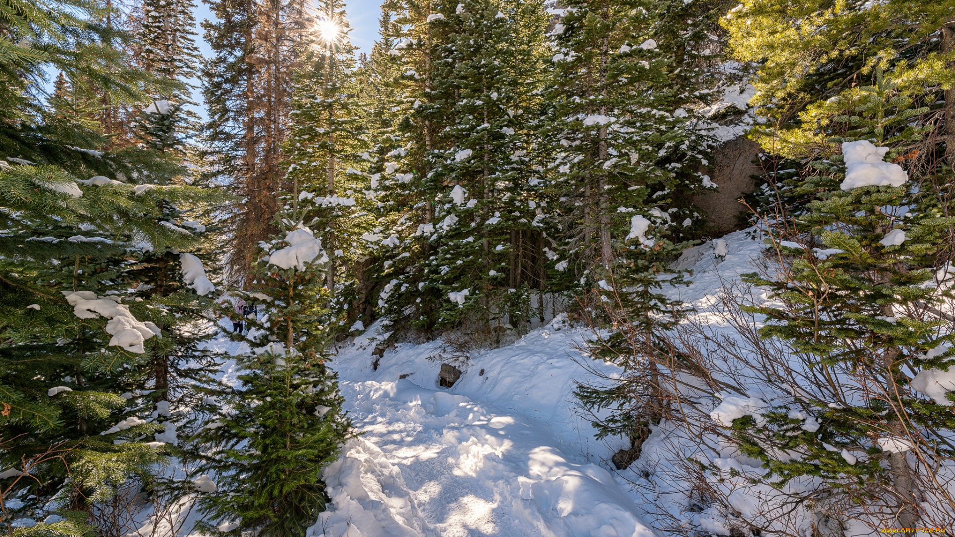 природа, лес, деревья