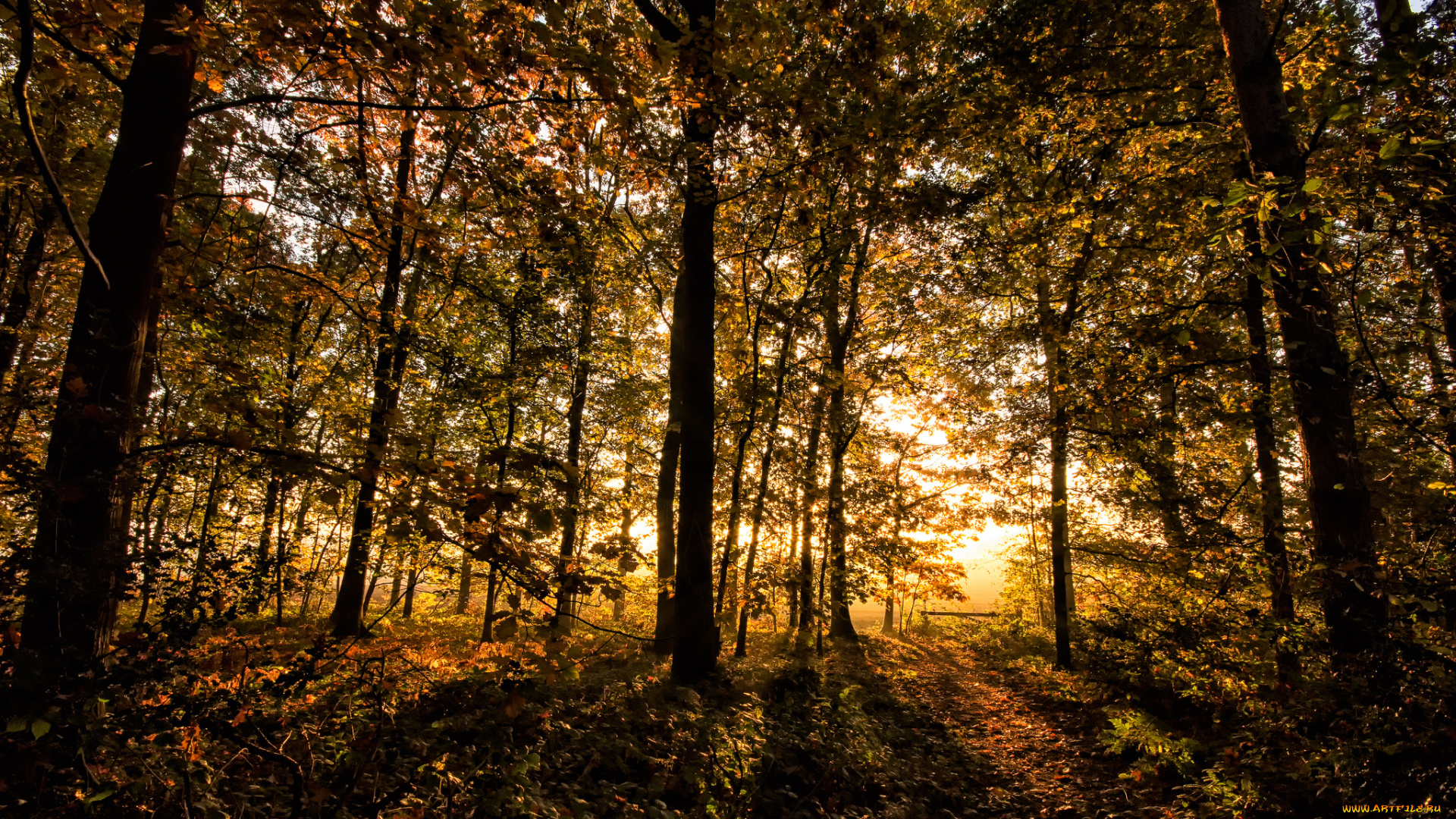 природа, лес, деревья