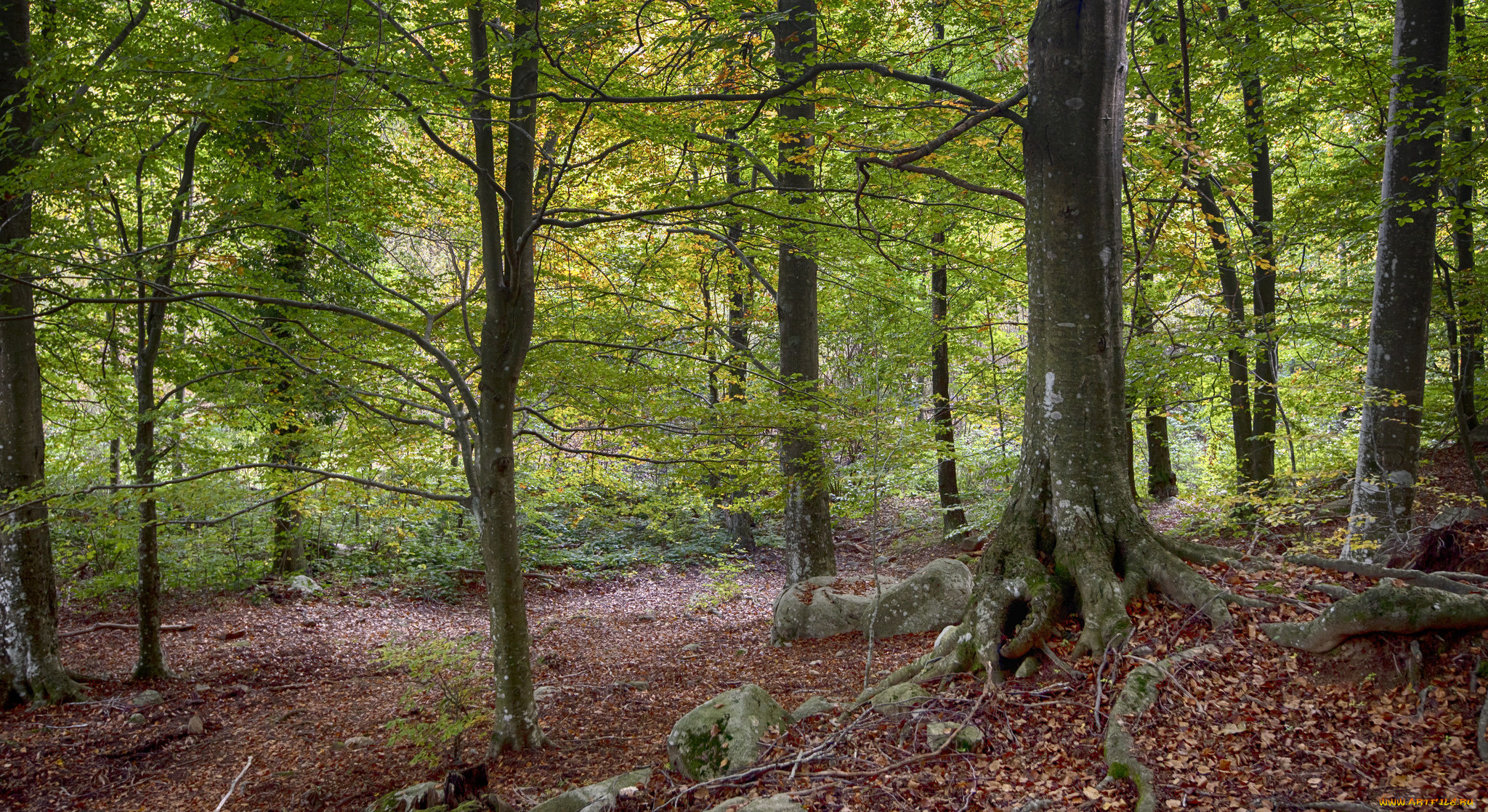 природа, лес, деревья