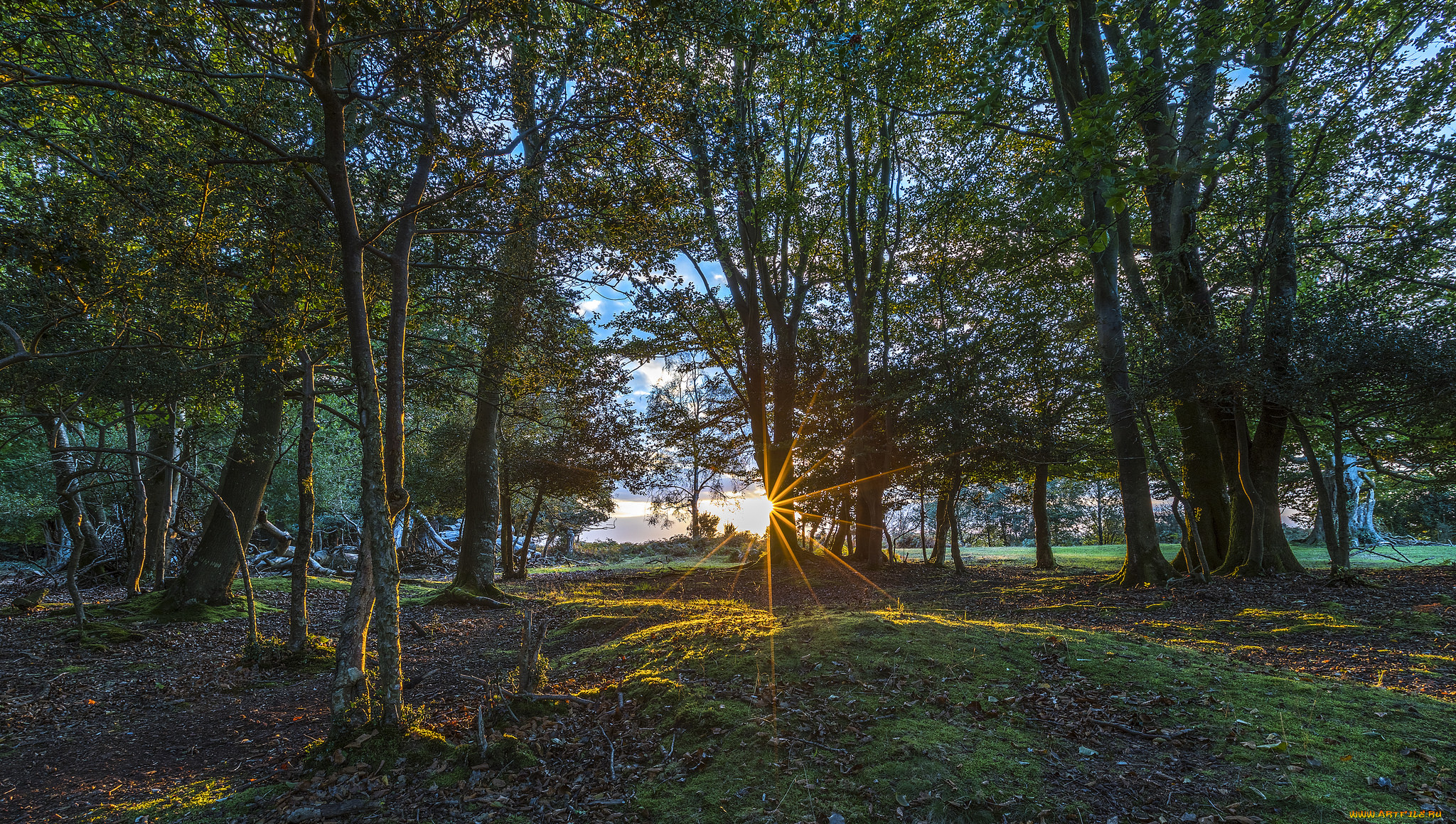 природа, лес, деревья