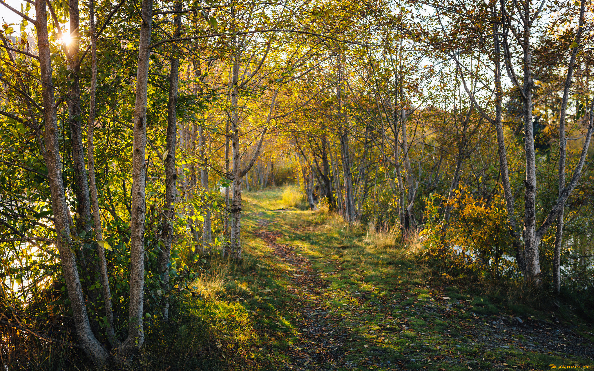 природа, лес, деревья