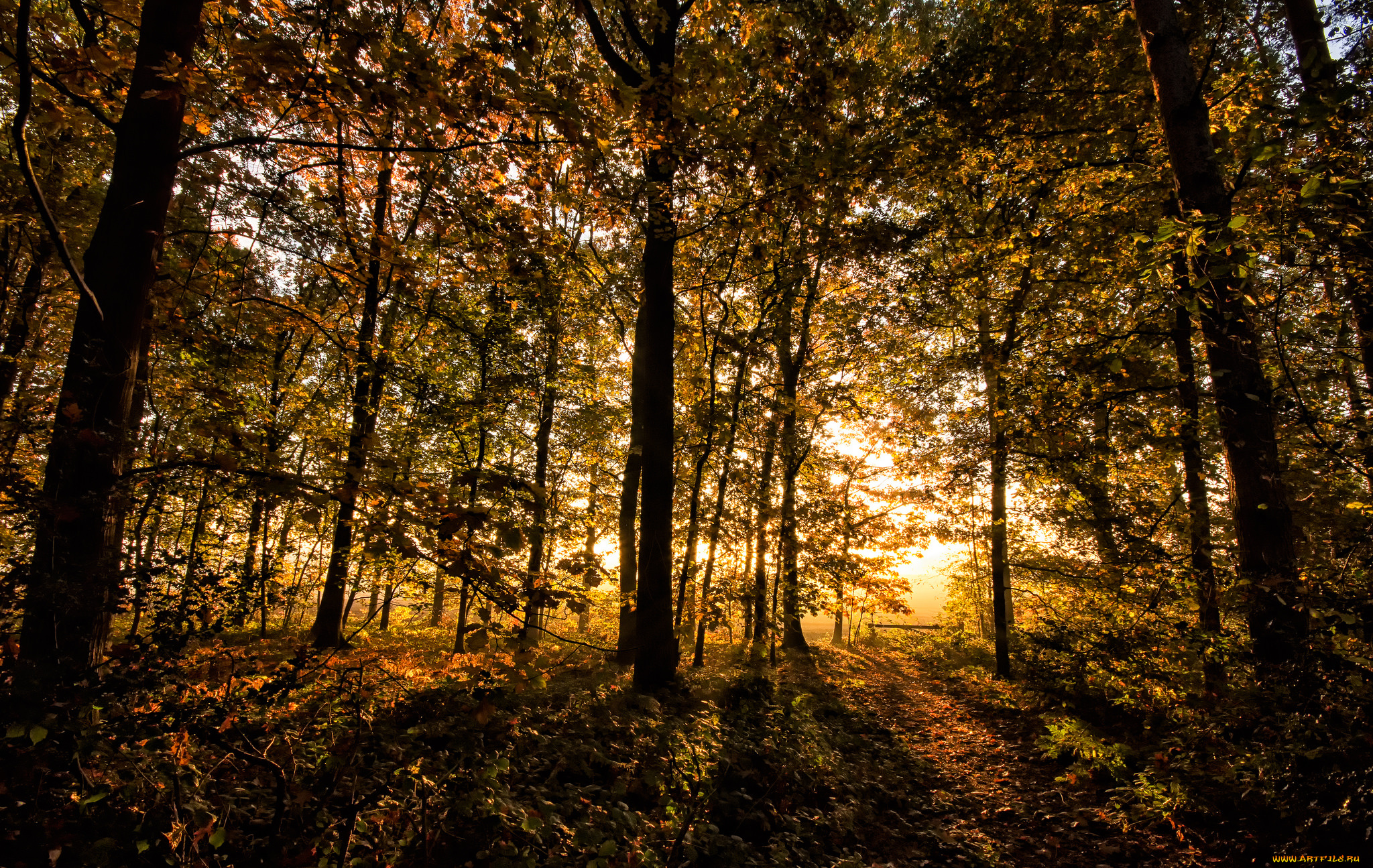 природа, лес, деревья