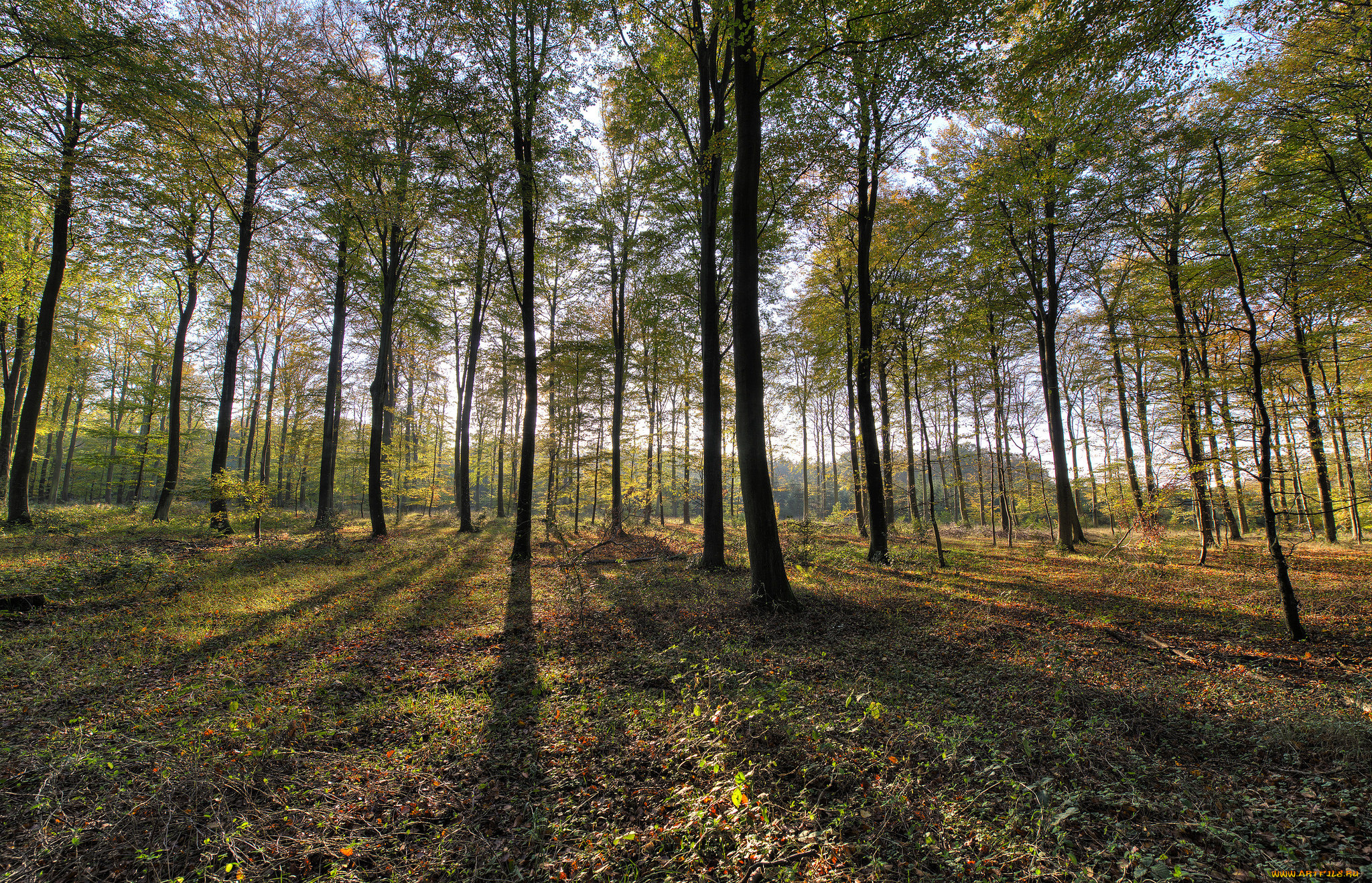 природа, лес, деревья