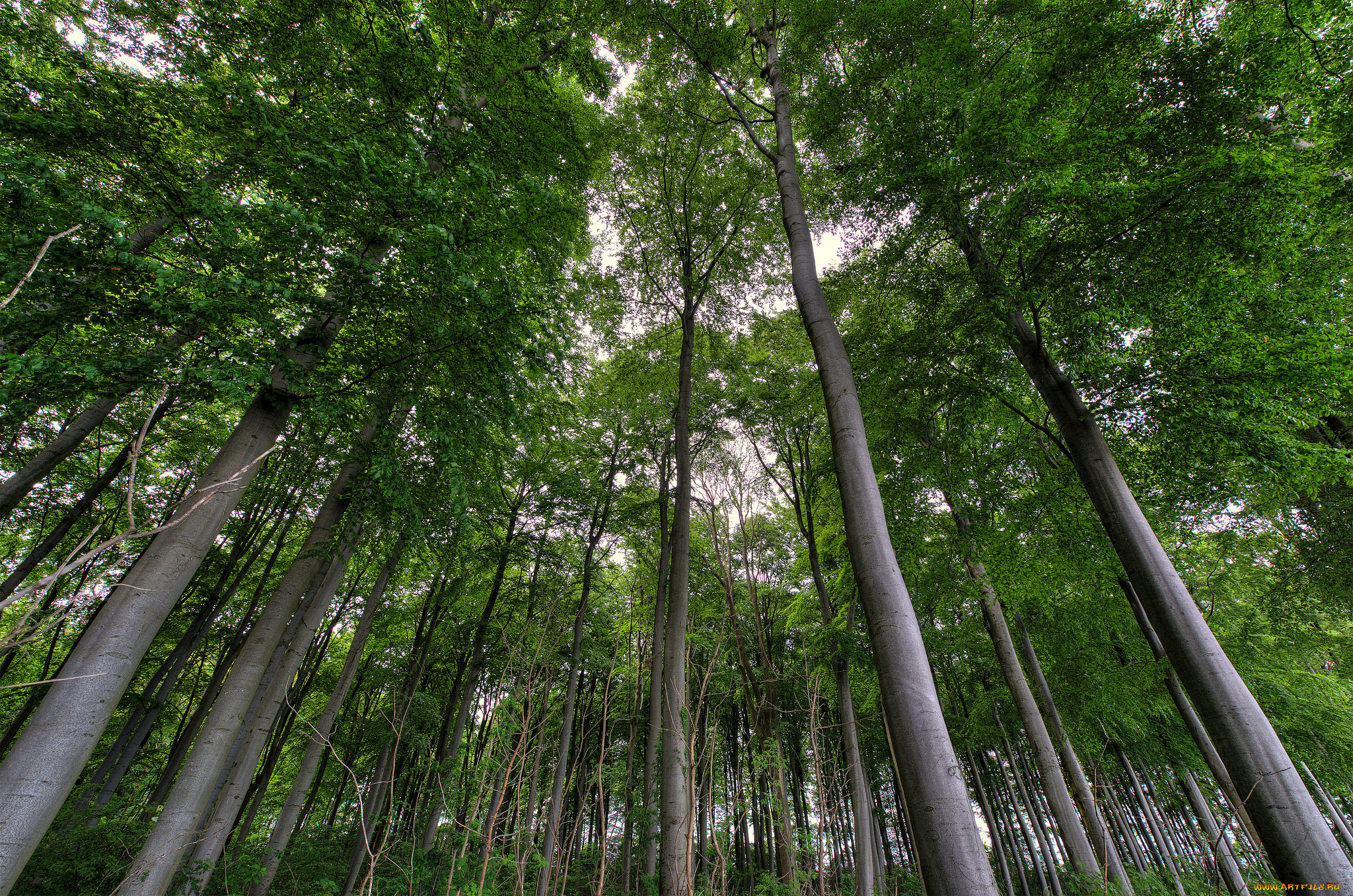 природа, лес, деревья