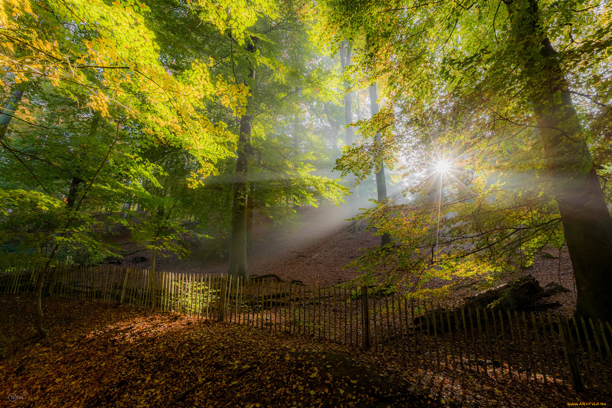 природа, лес, деревья