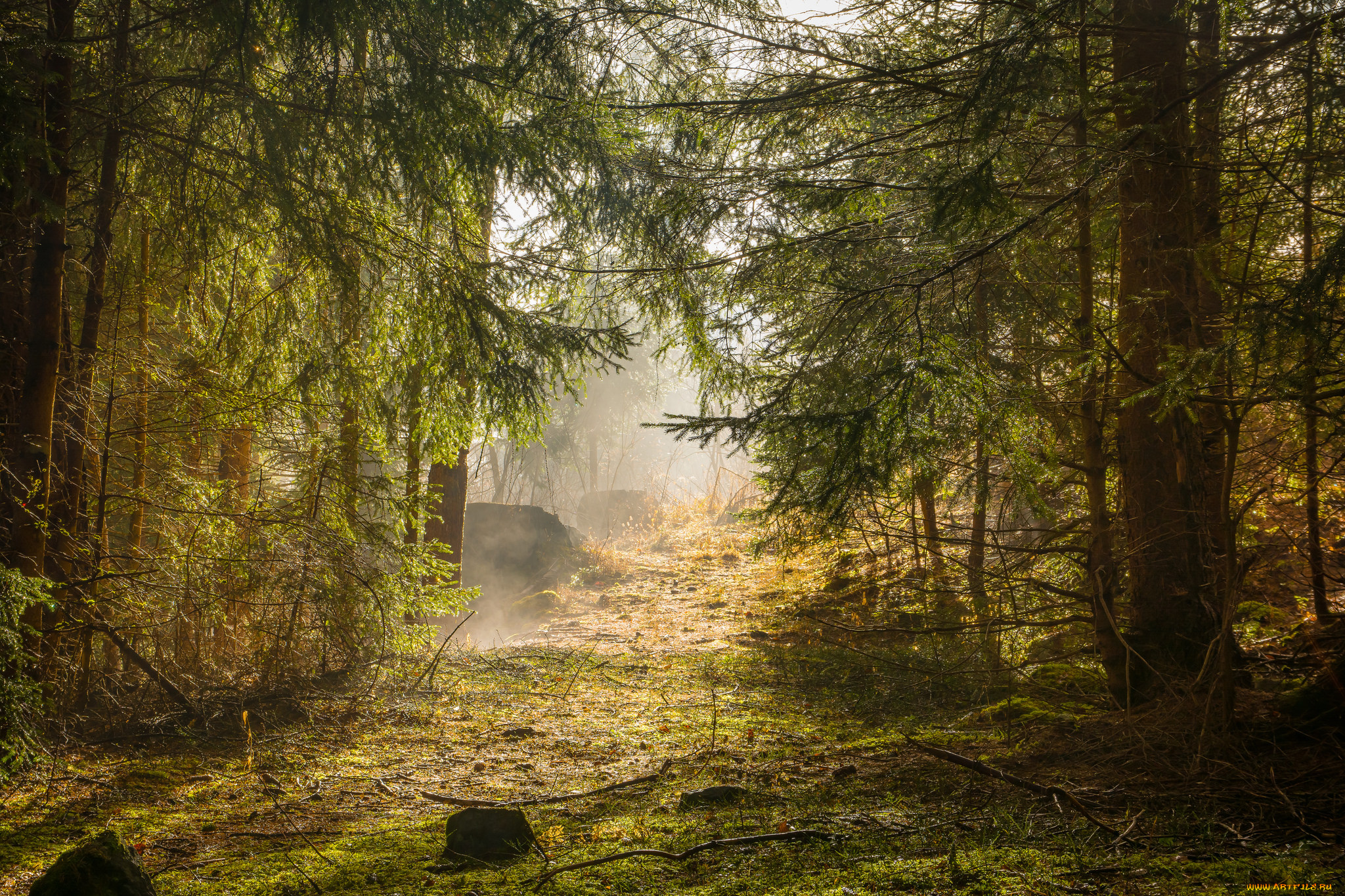 природа, лес, деревья