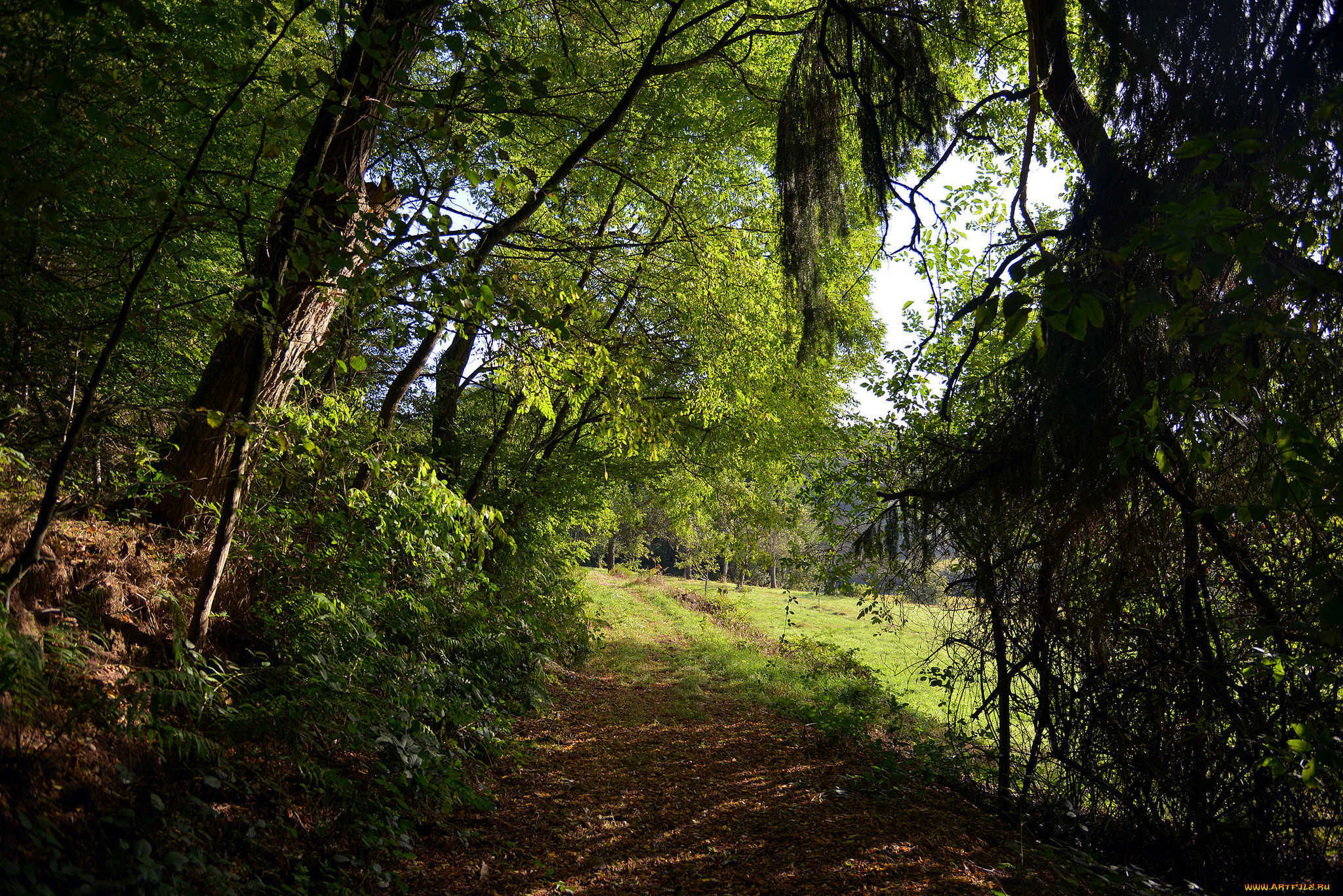 природа, дороги, тракт