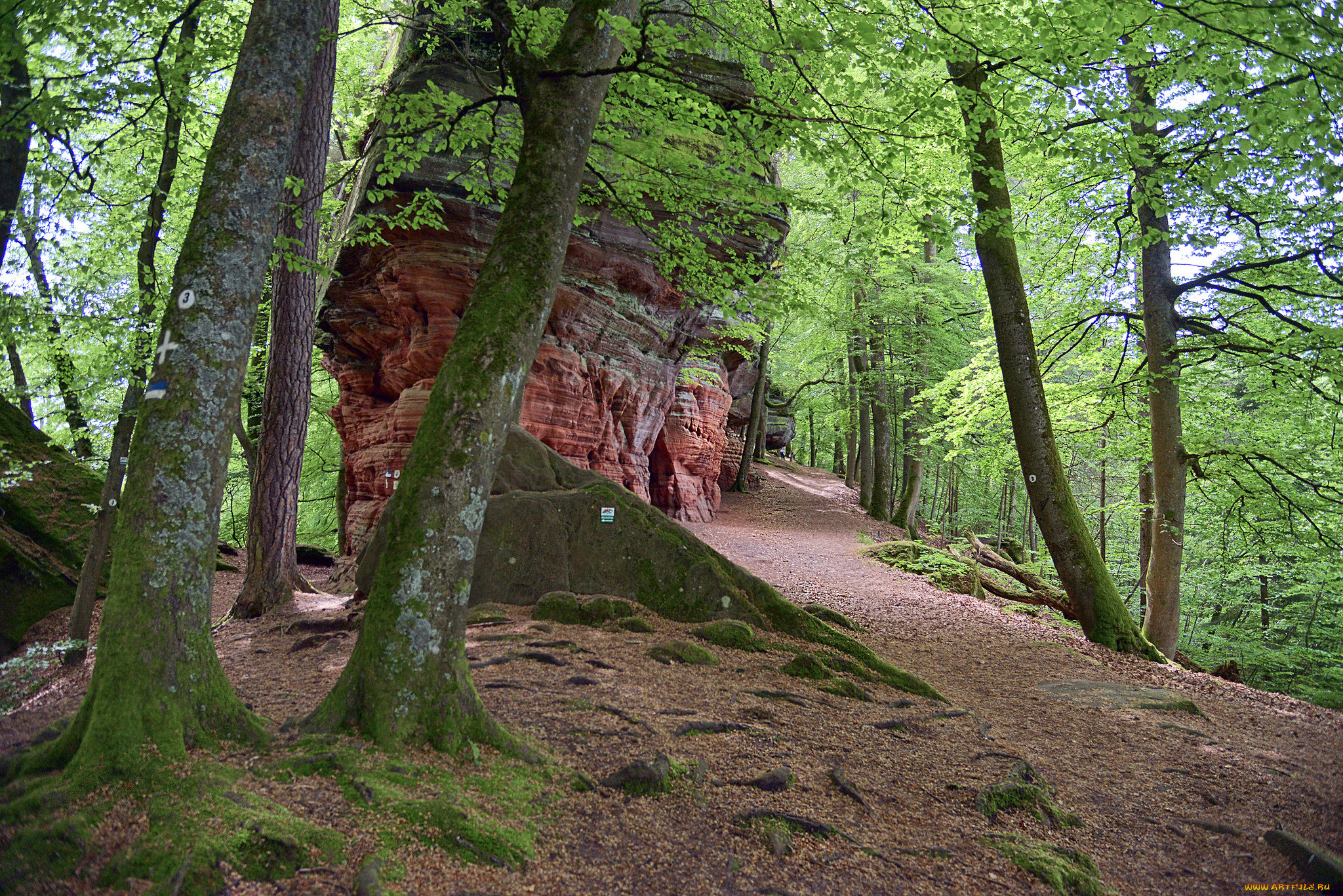 природа, лес, деревья