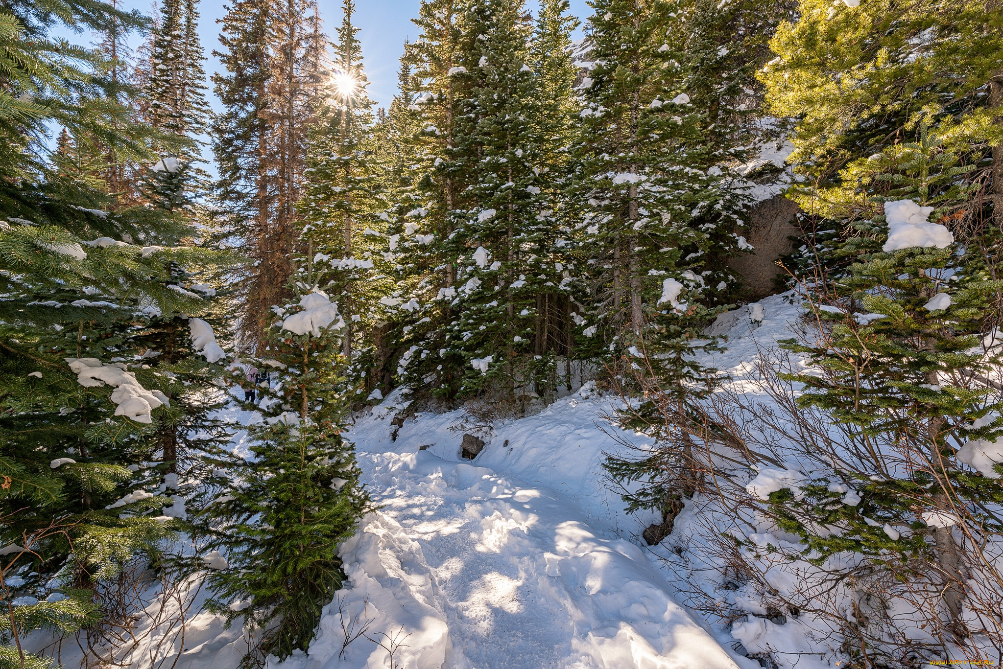 природа, лес, деревья