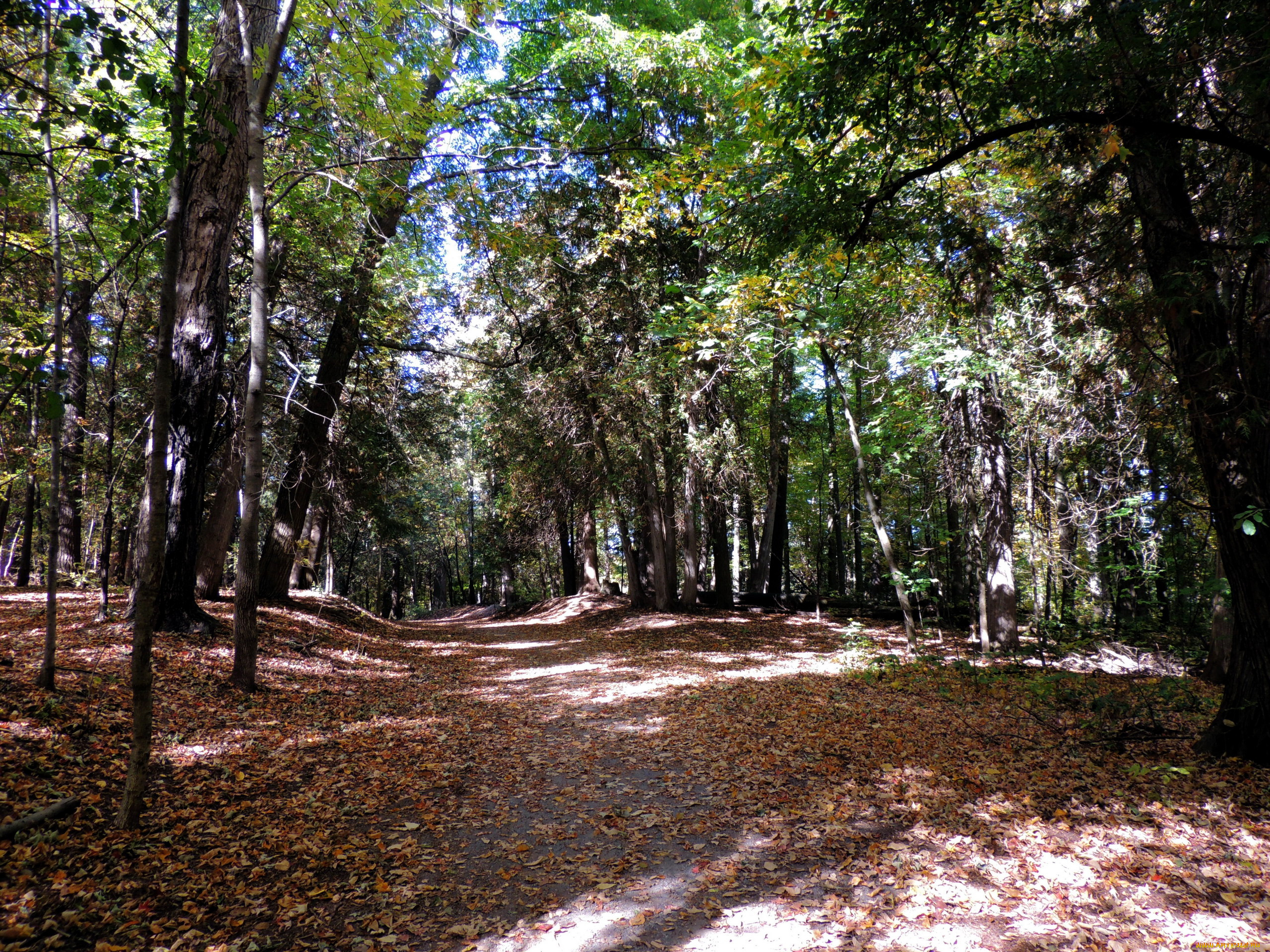 природа, лес, осень, листья, тропинка