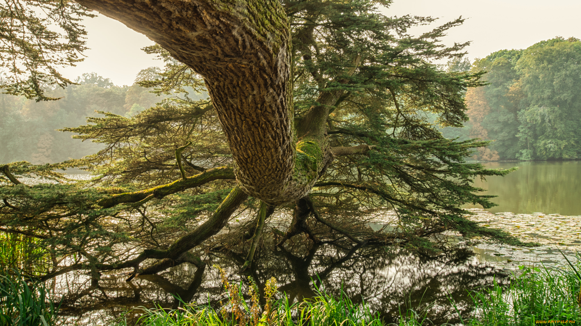 природа, деревья, простор