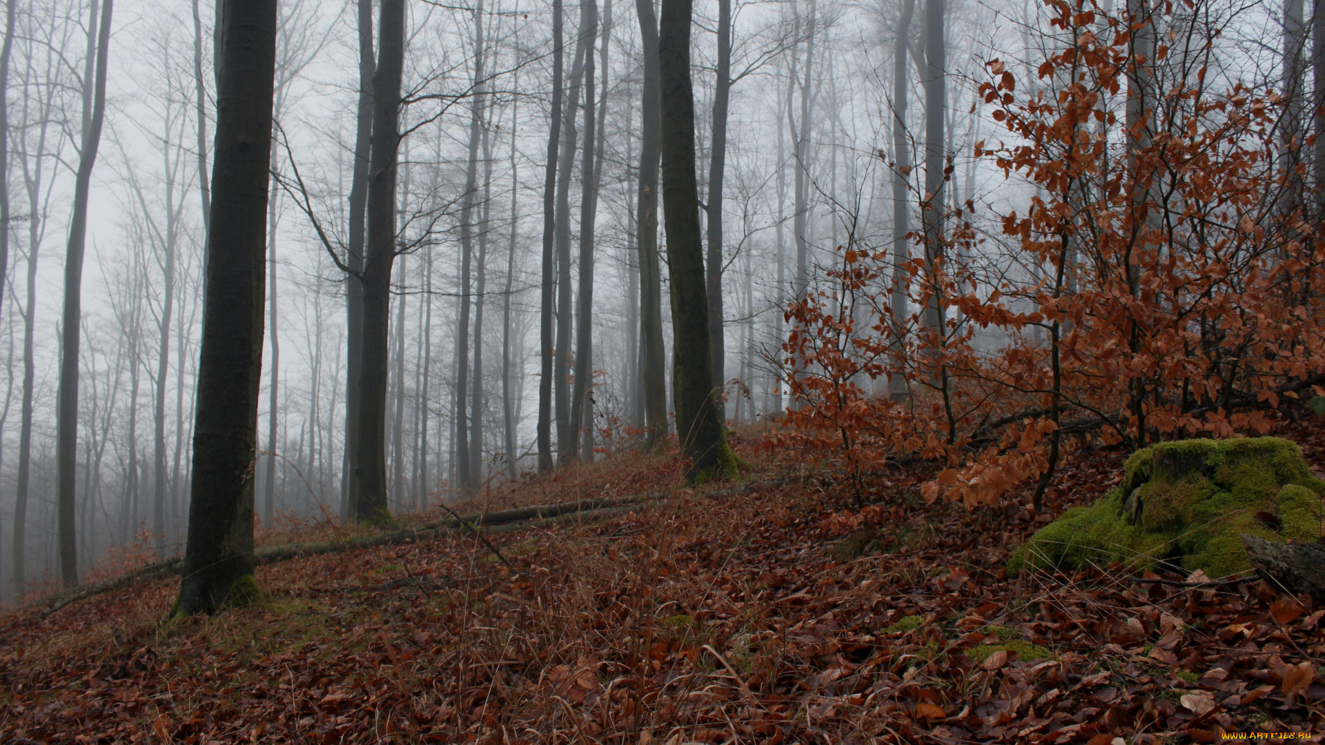 природа, лес, осень, деревья, листопад, кусты, туман
