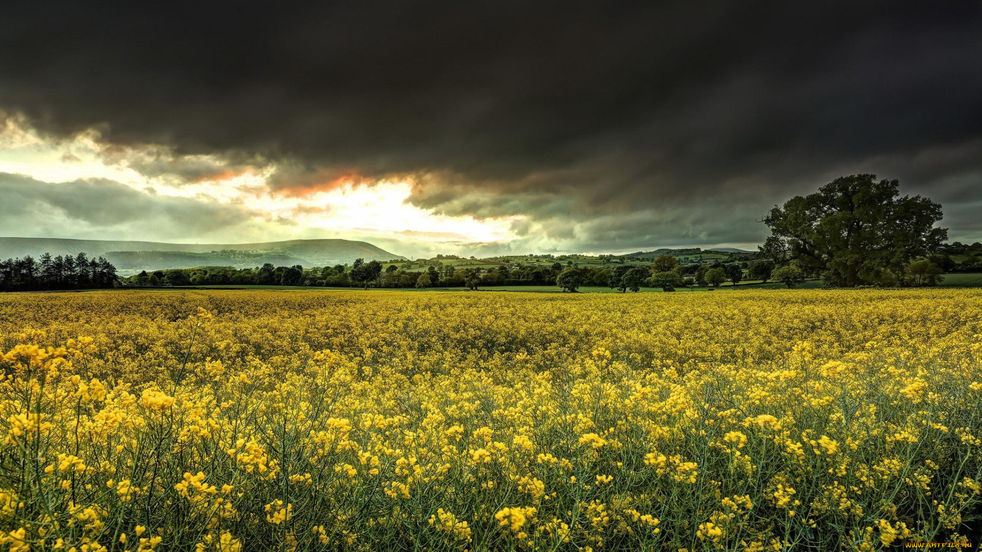 природа, луга, небо, тучи, поле, цветение