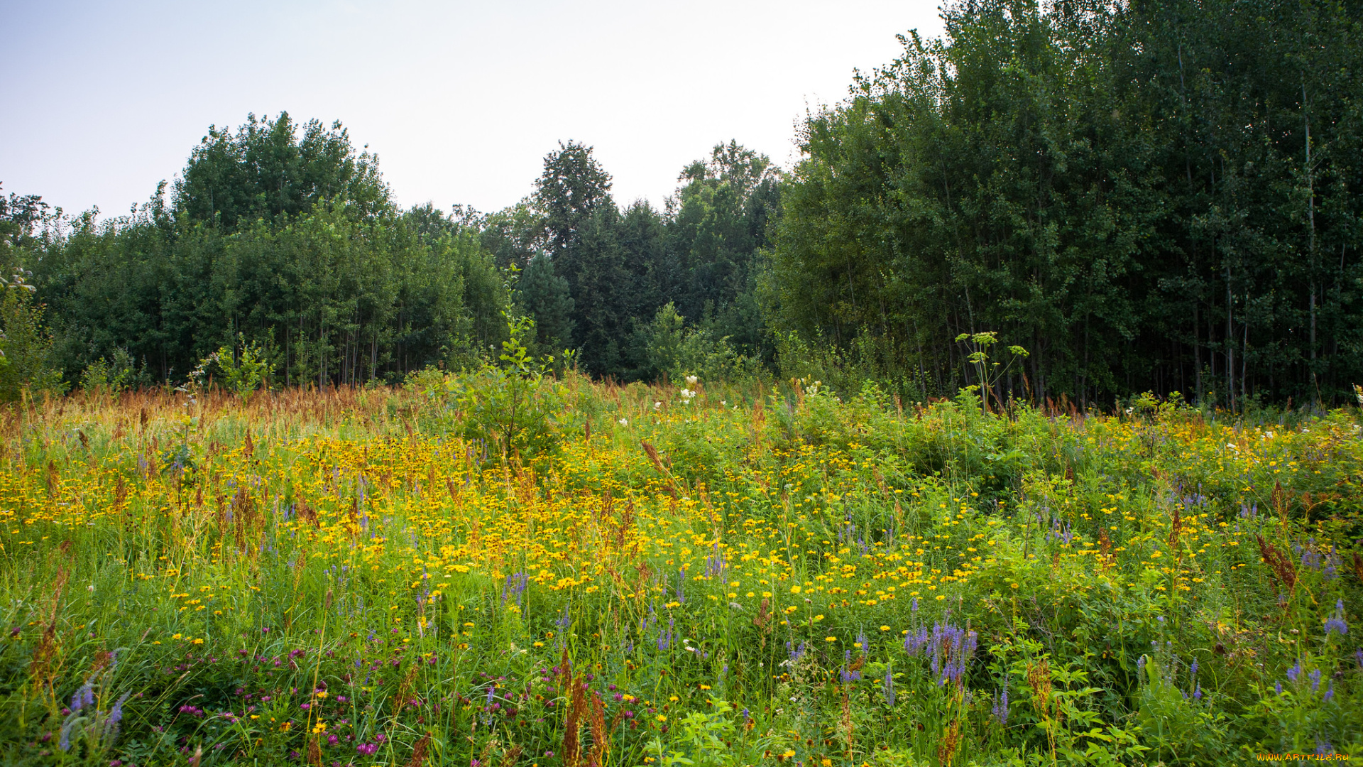 природа, луга, простор