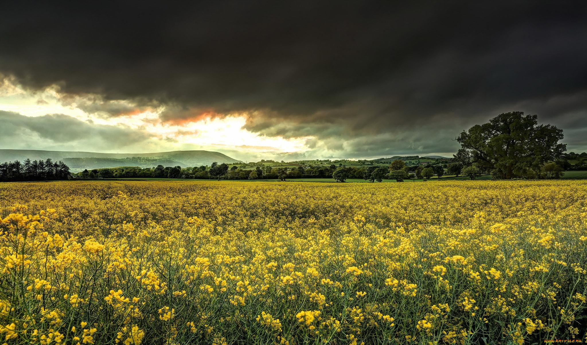 природа, луга, небо, тучи, поле, цветение