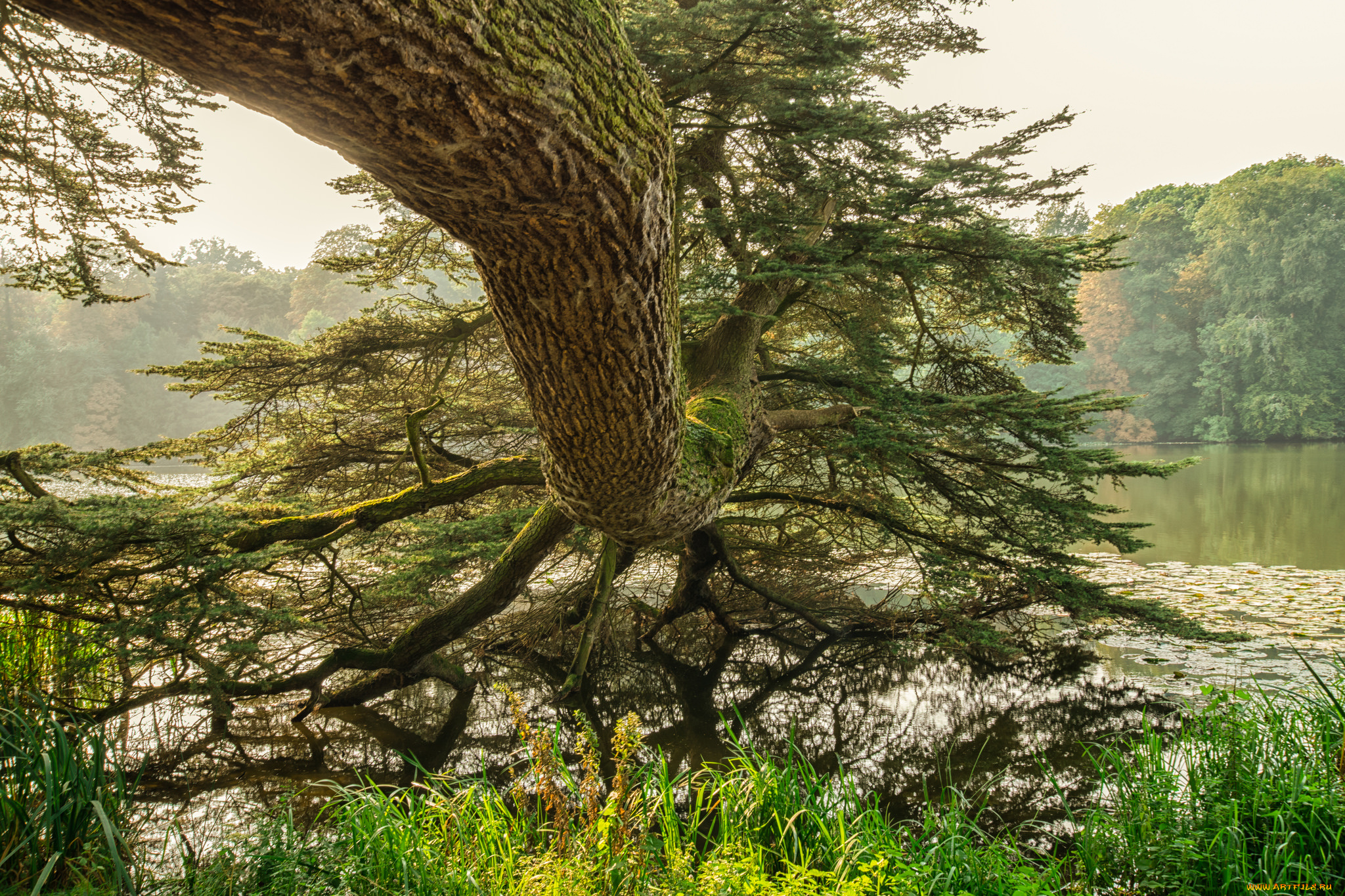 природа, деревья, простор