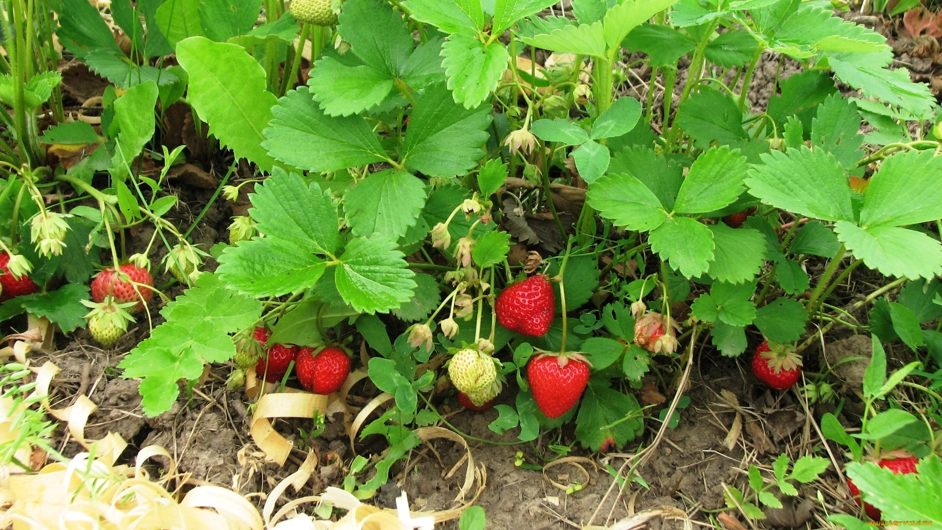 природа, ягоды, клубника