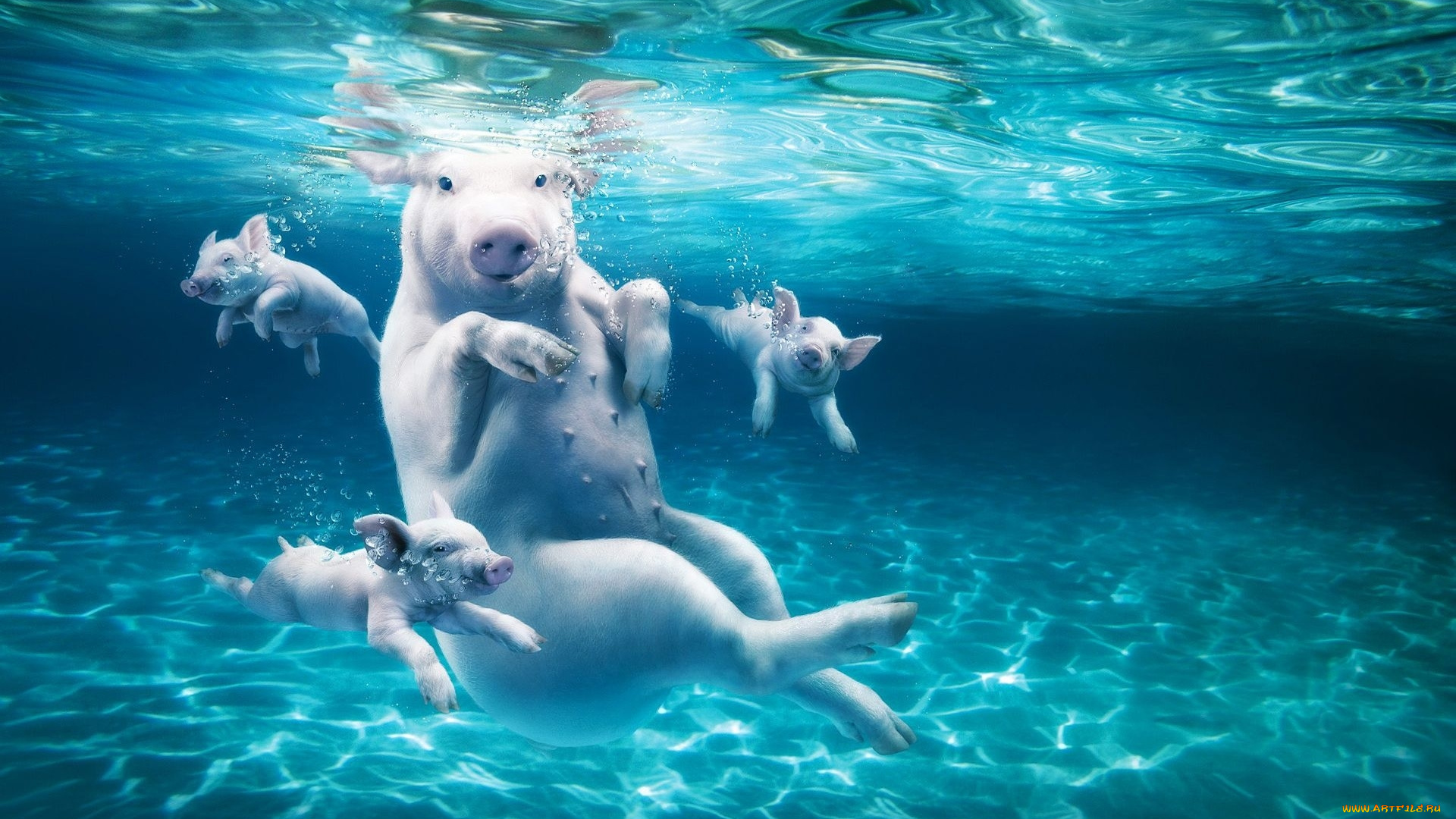 юмор, и, приколы, поросята, свинья, купание, бассейн, вода, пловцы, ныряльщик