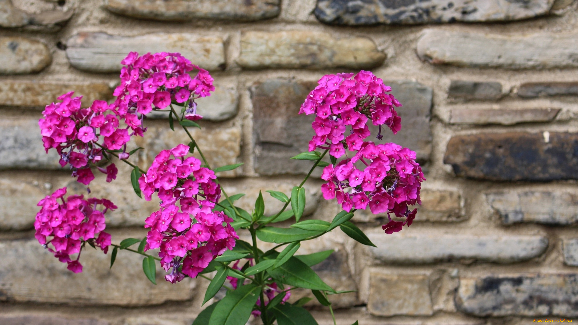 цветы, флоксы, розовые