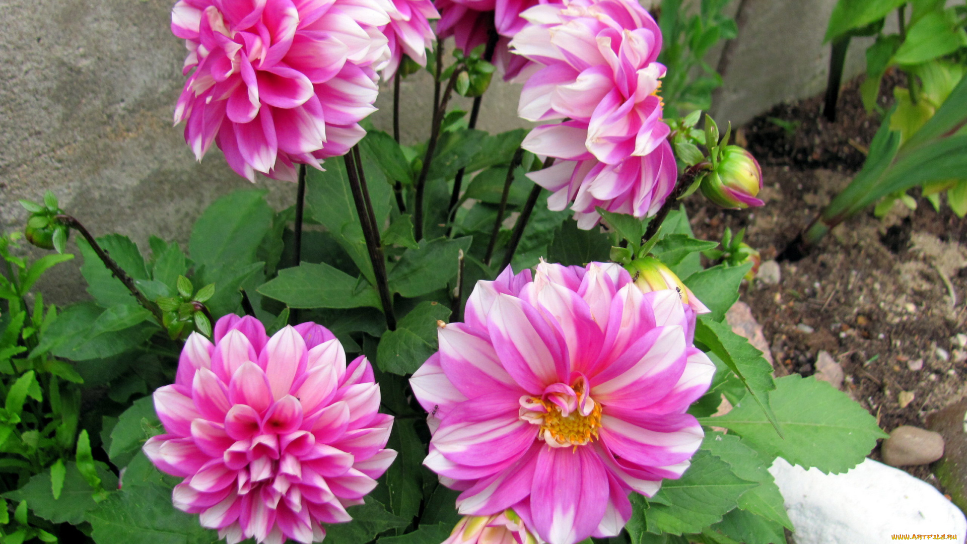 цветы, георгины, бело-розовые, куст