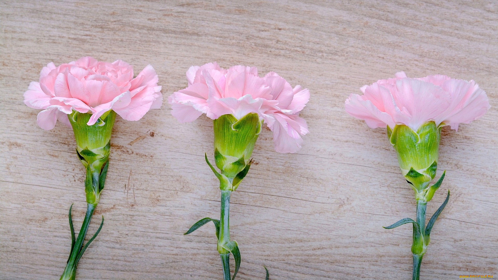 цветы, гвоздики, розовая, гвоздика, трио