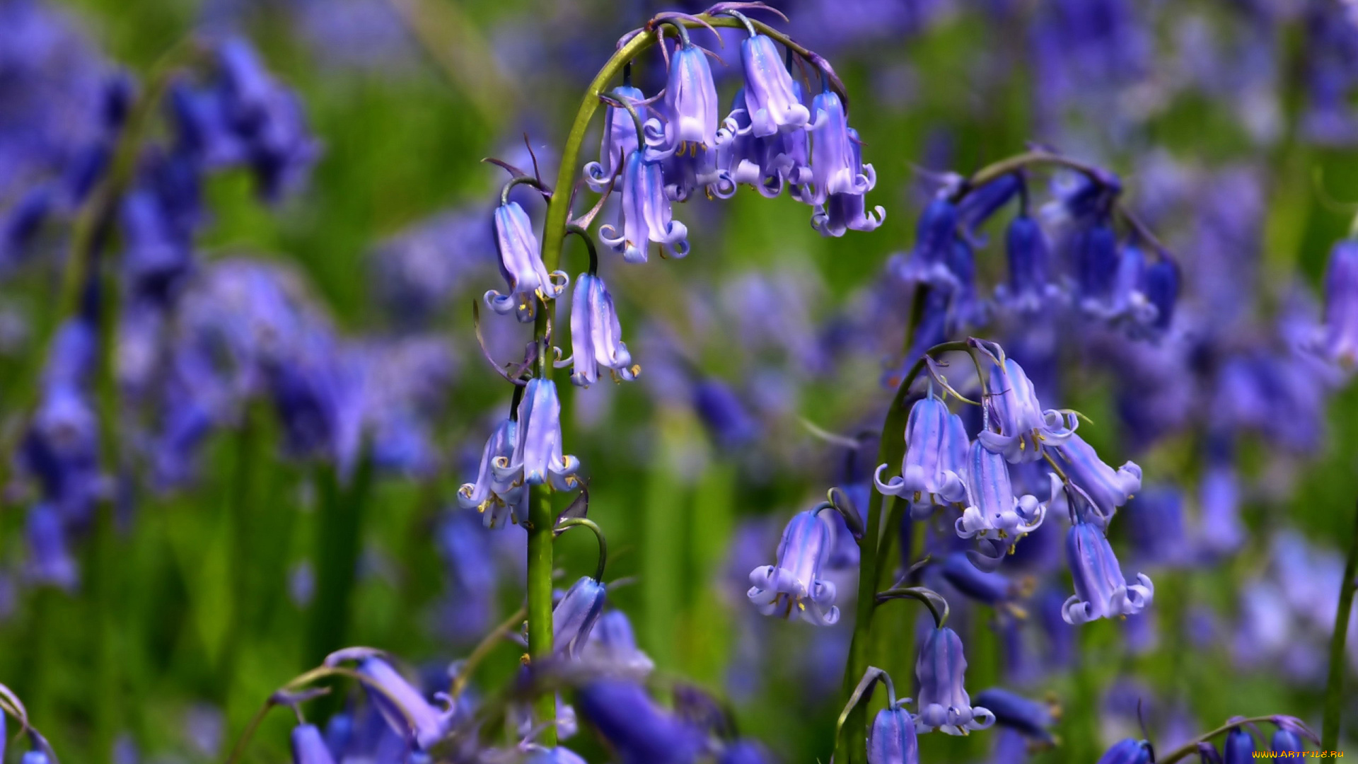 цветы, колокольчики, лиловые