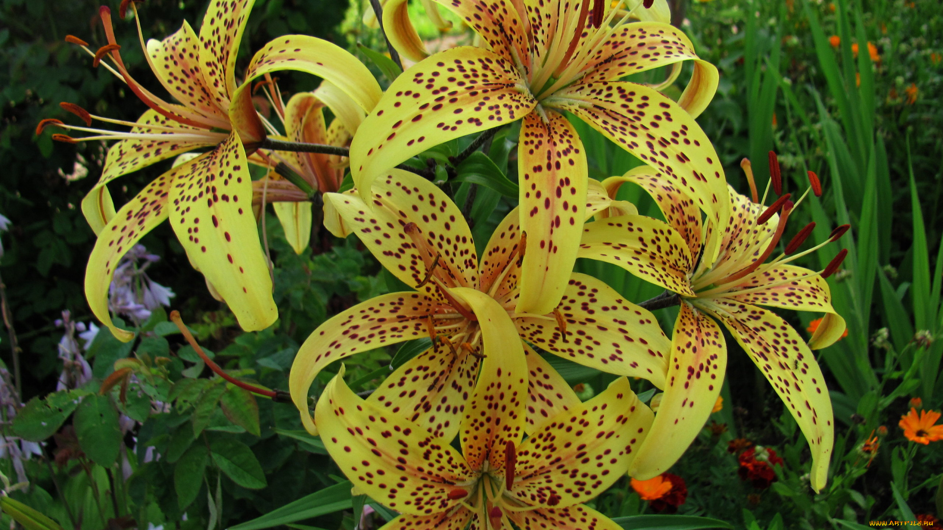 цветы, лилии, , лилейники, куст, лилия, тигровая, крапинки