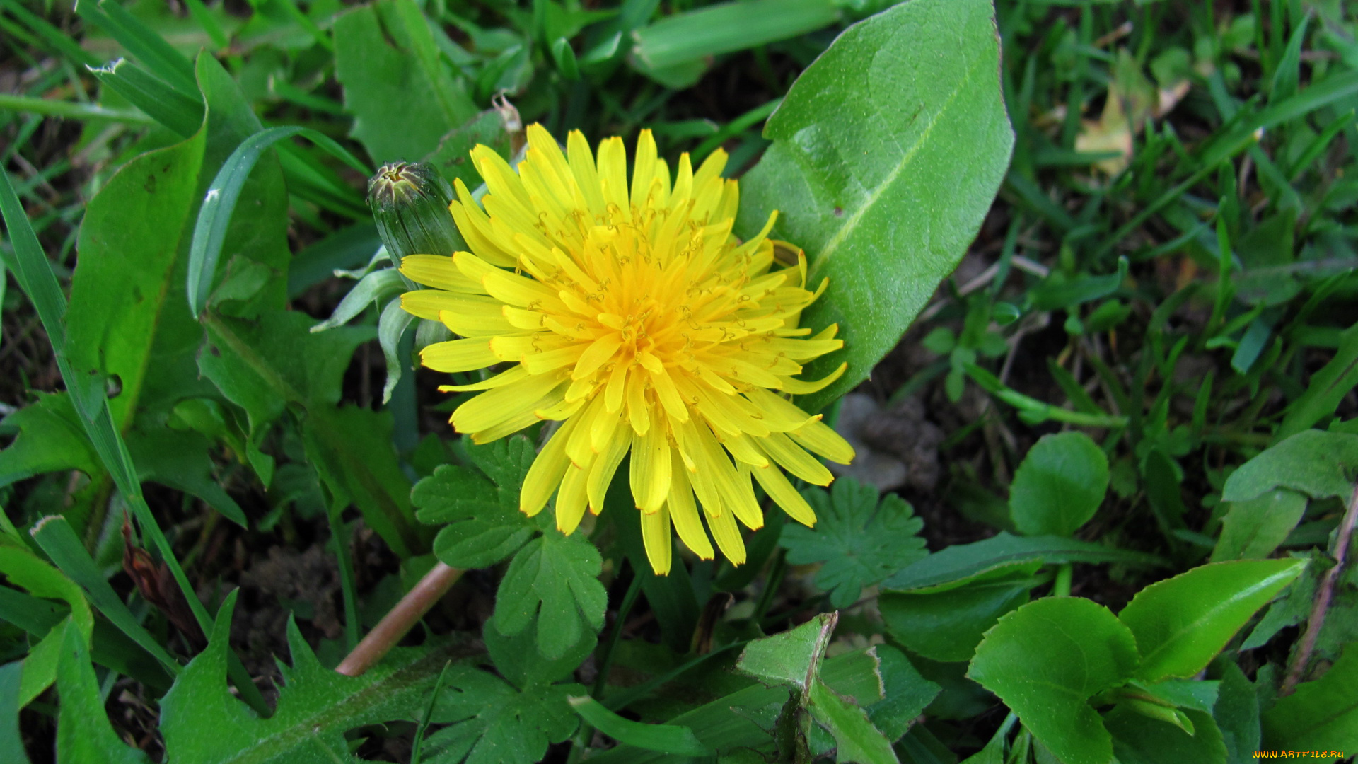 цветы, одуванчики, желтый, одуванчик