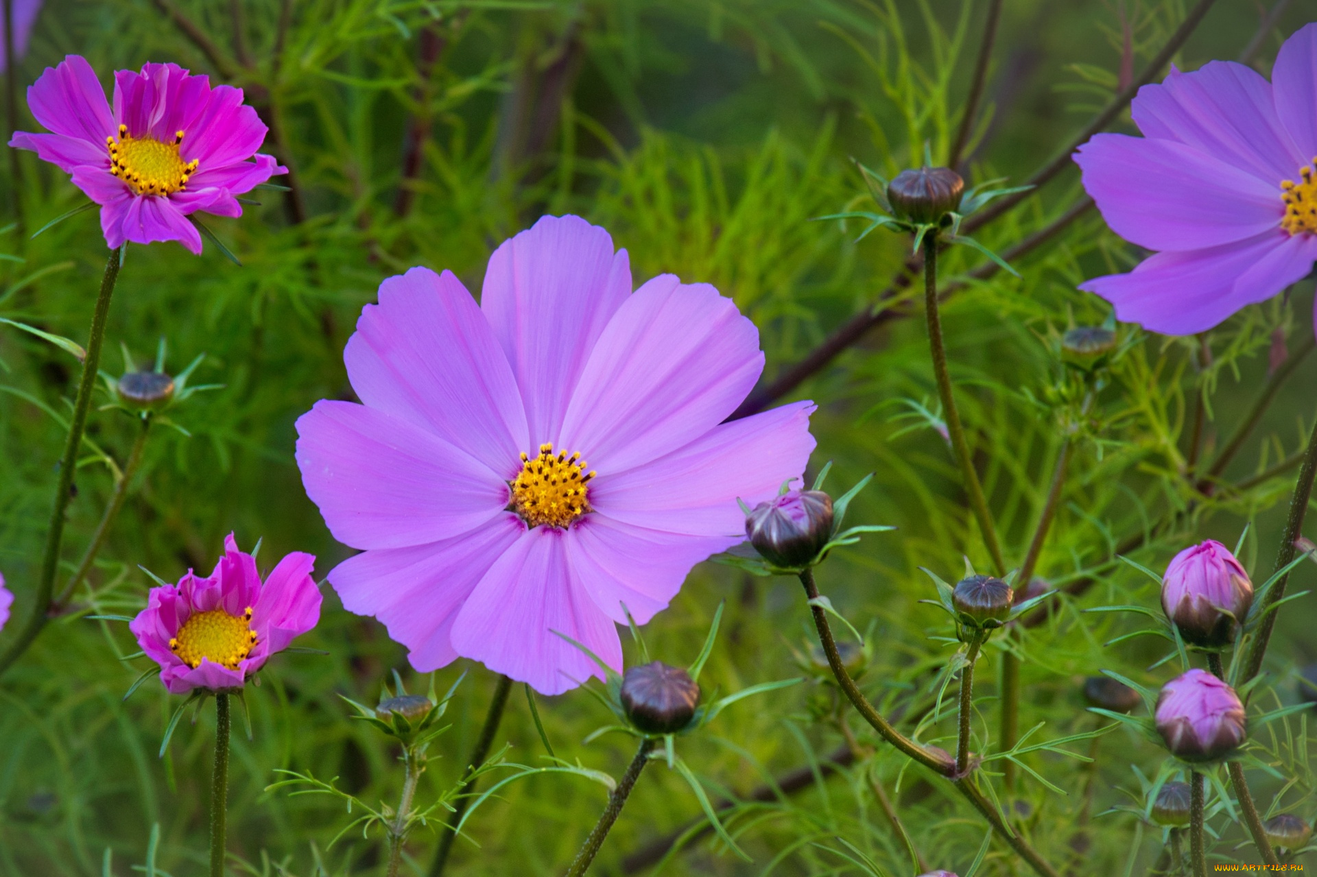 цветы, космея, розовая, бутоны