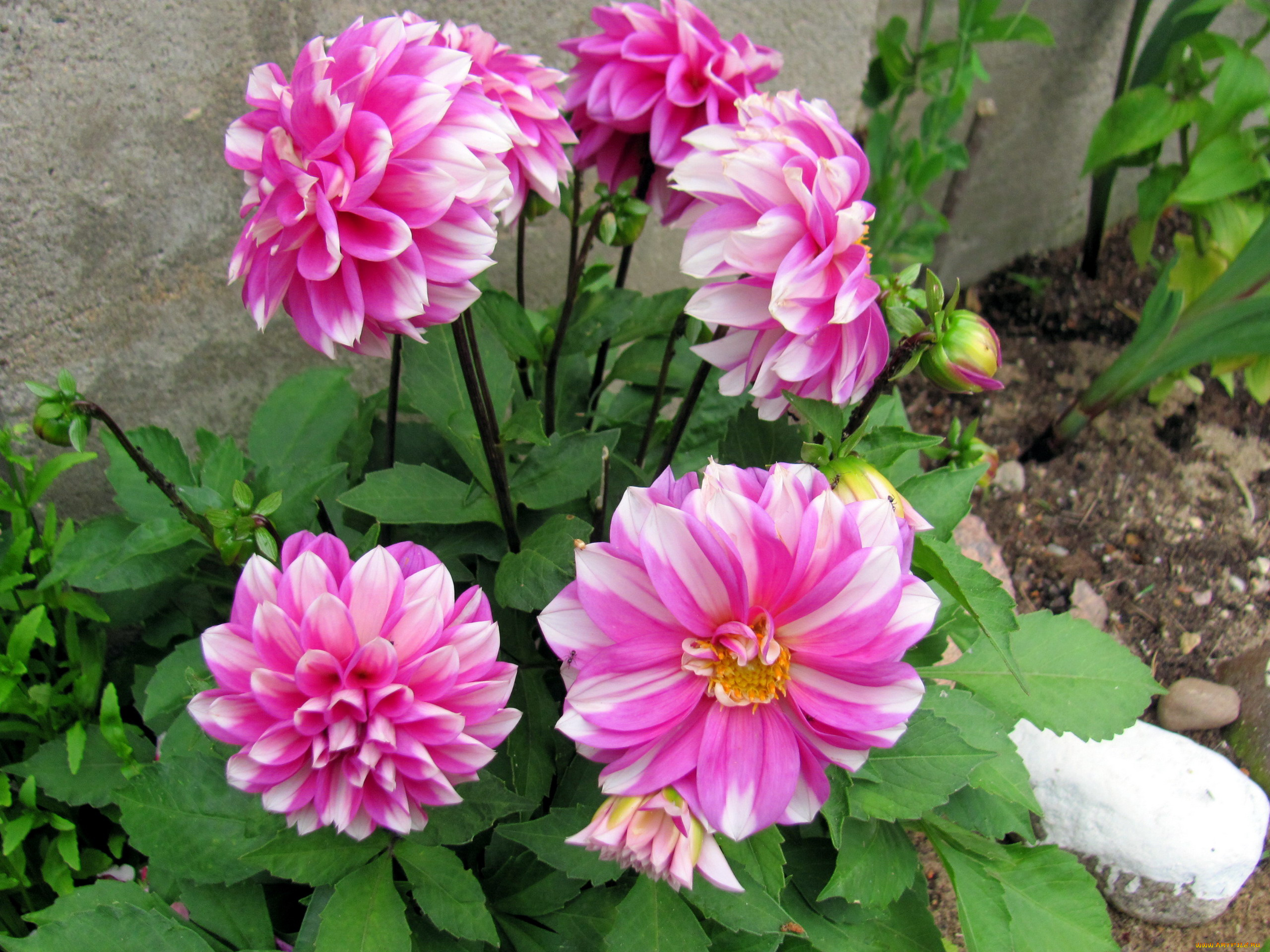 цветы, георгины, бело-розовые, куст