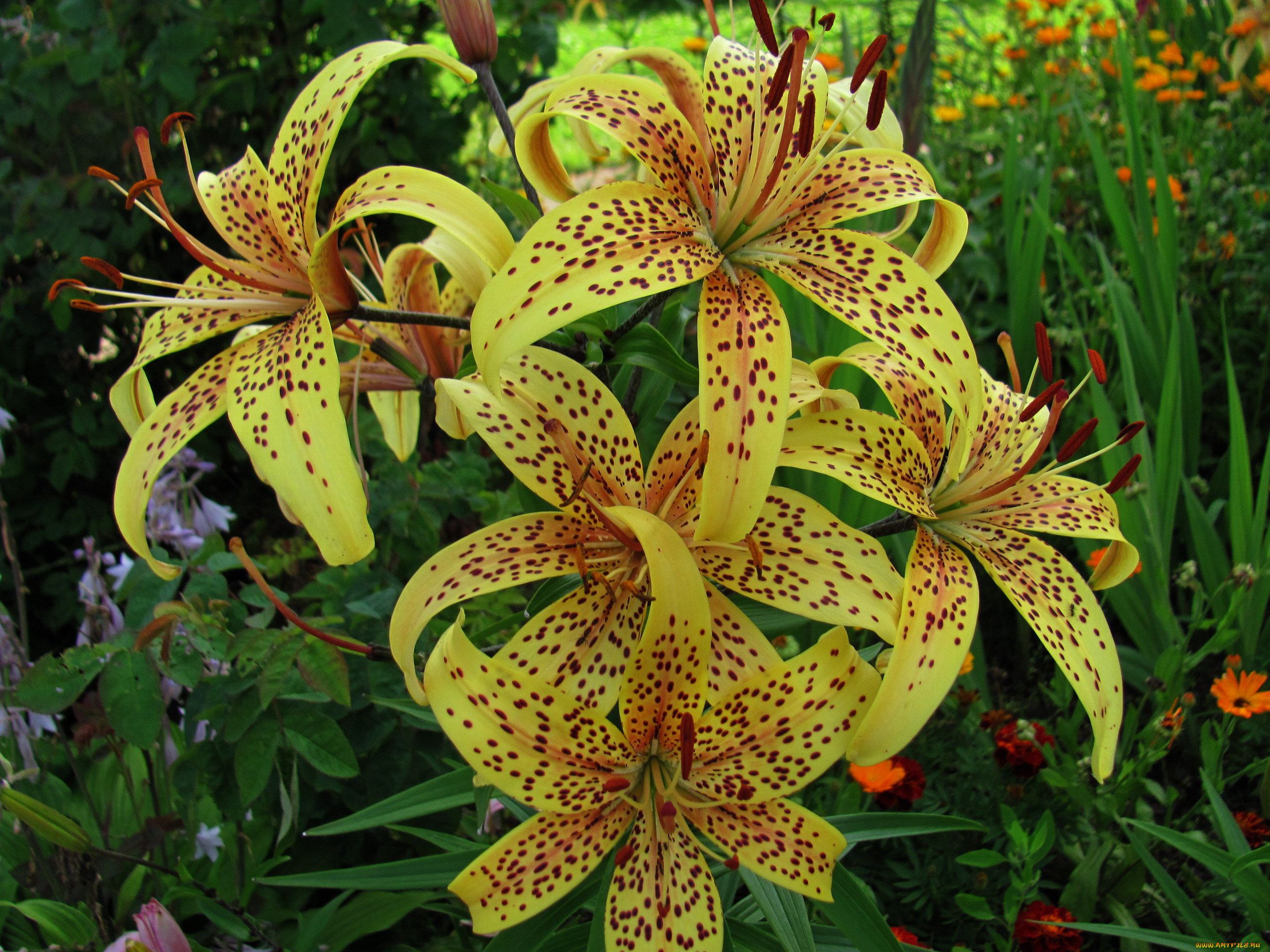 цветы, лилии, , лилейники, куст, лилия, тигровая, крапинки
