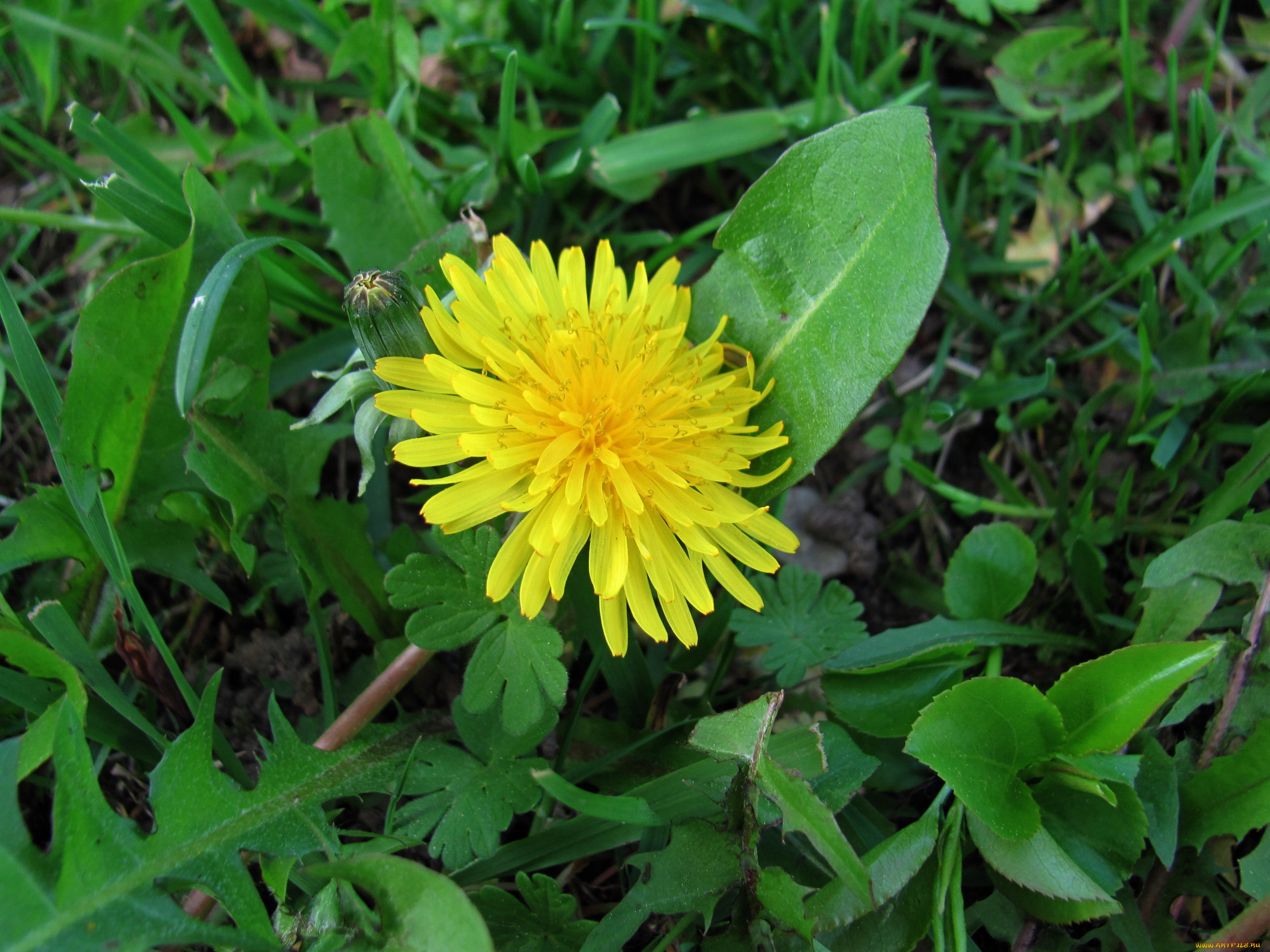 цветы, одуванчики, желтый, одуванчик