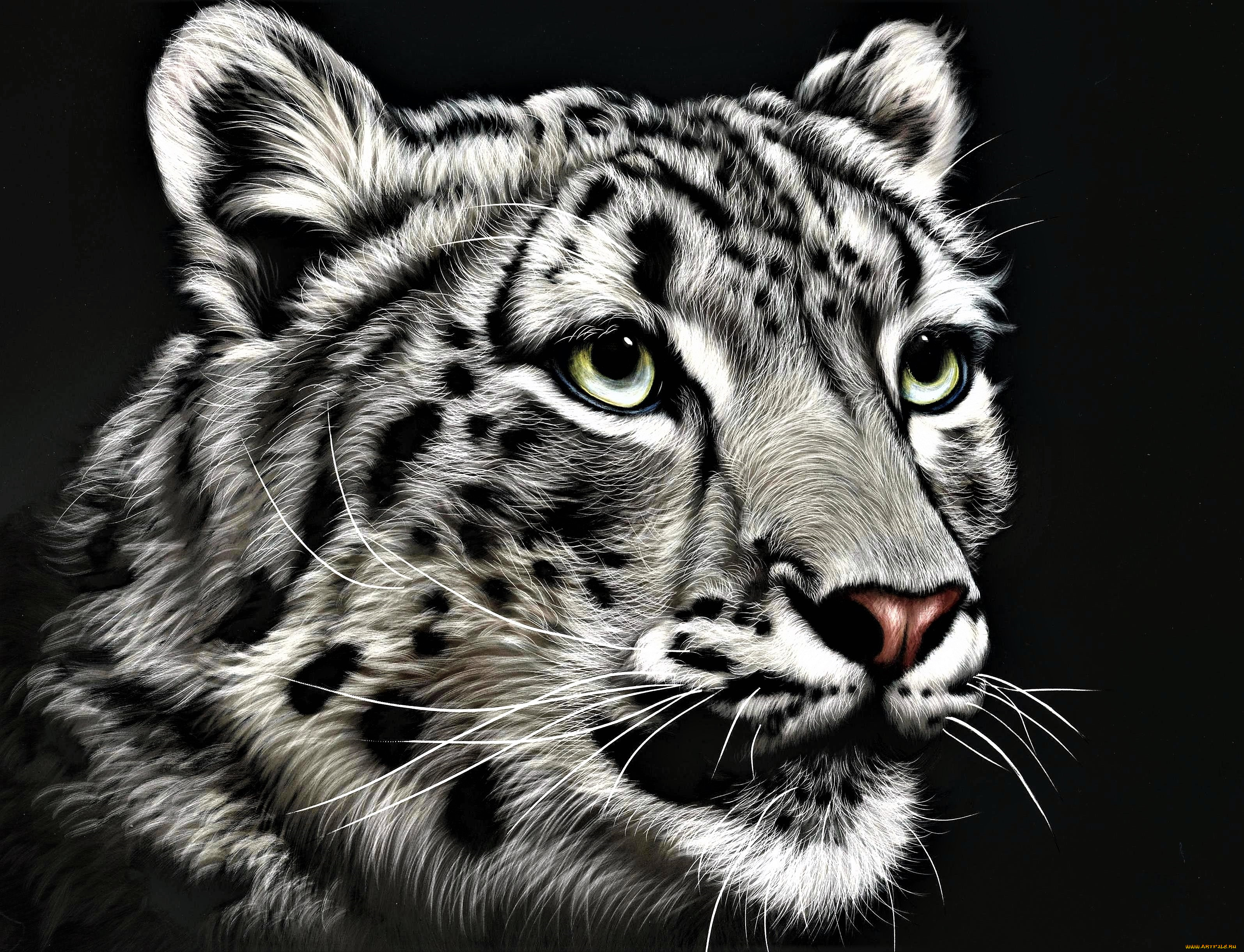 рисованное, животные, , барсы, барс, ирбис, голова