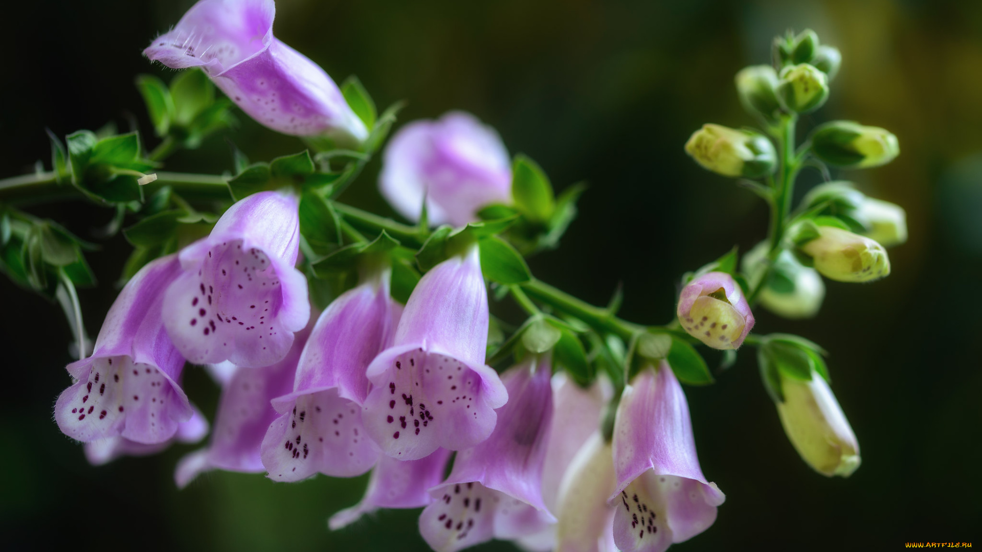 цветы, дигиталис, , наперстянка