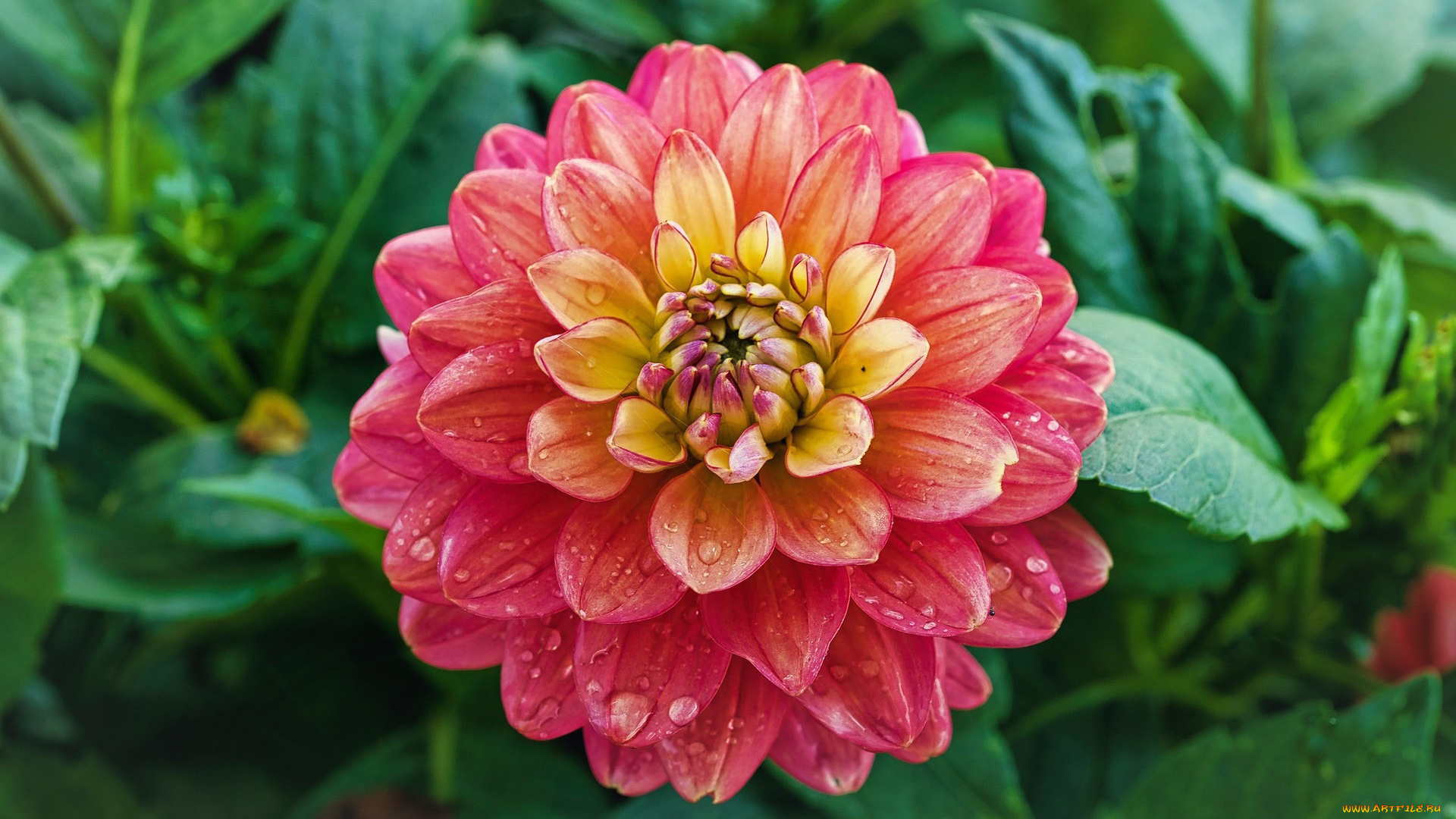 цветы, георгины, розовый, георгин, макро, капли