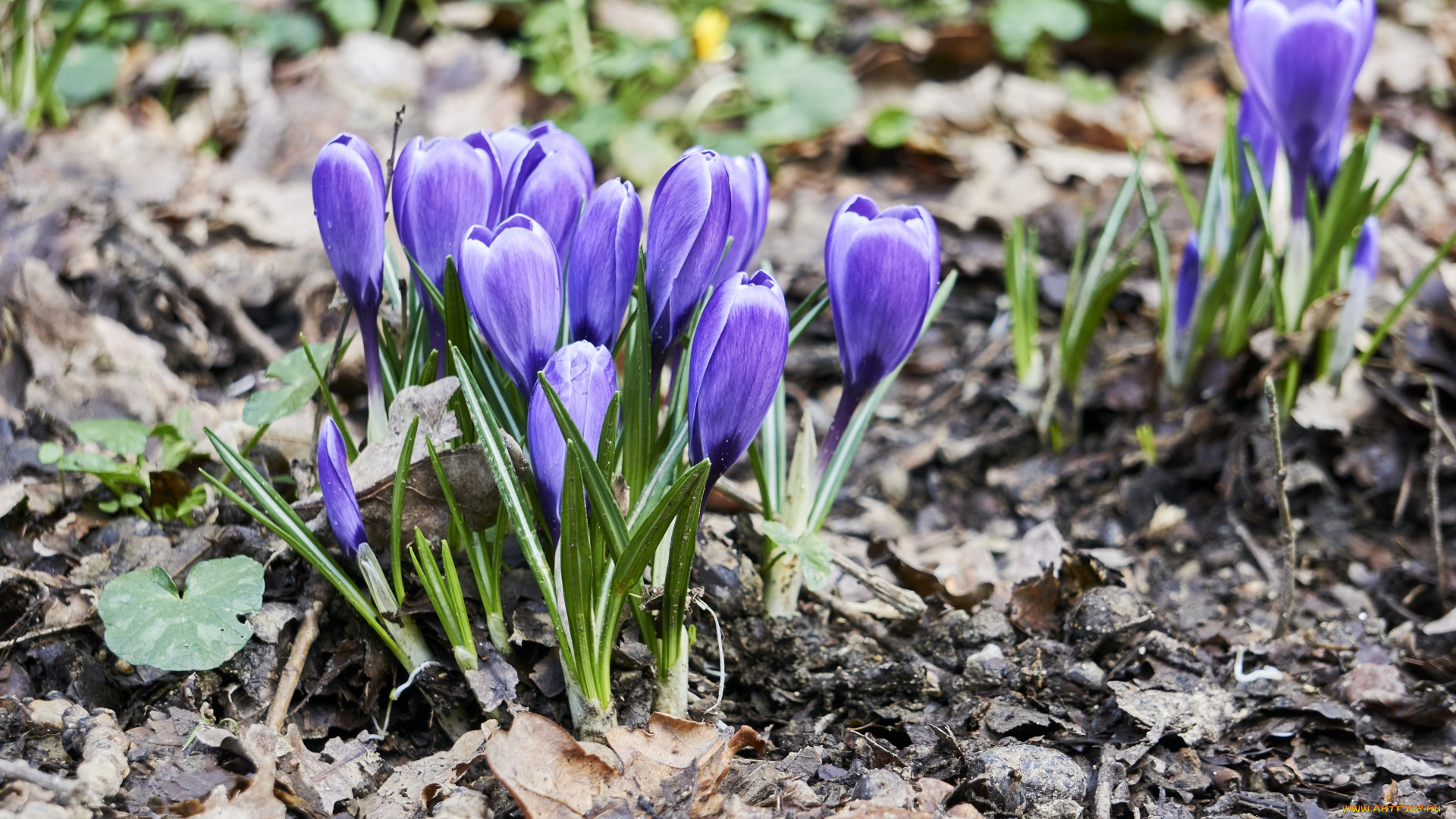 цветы, крокусы, лиловые, весна, первоцветы