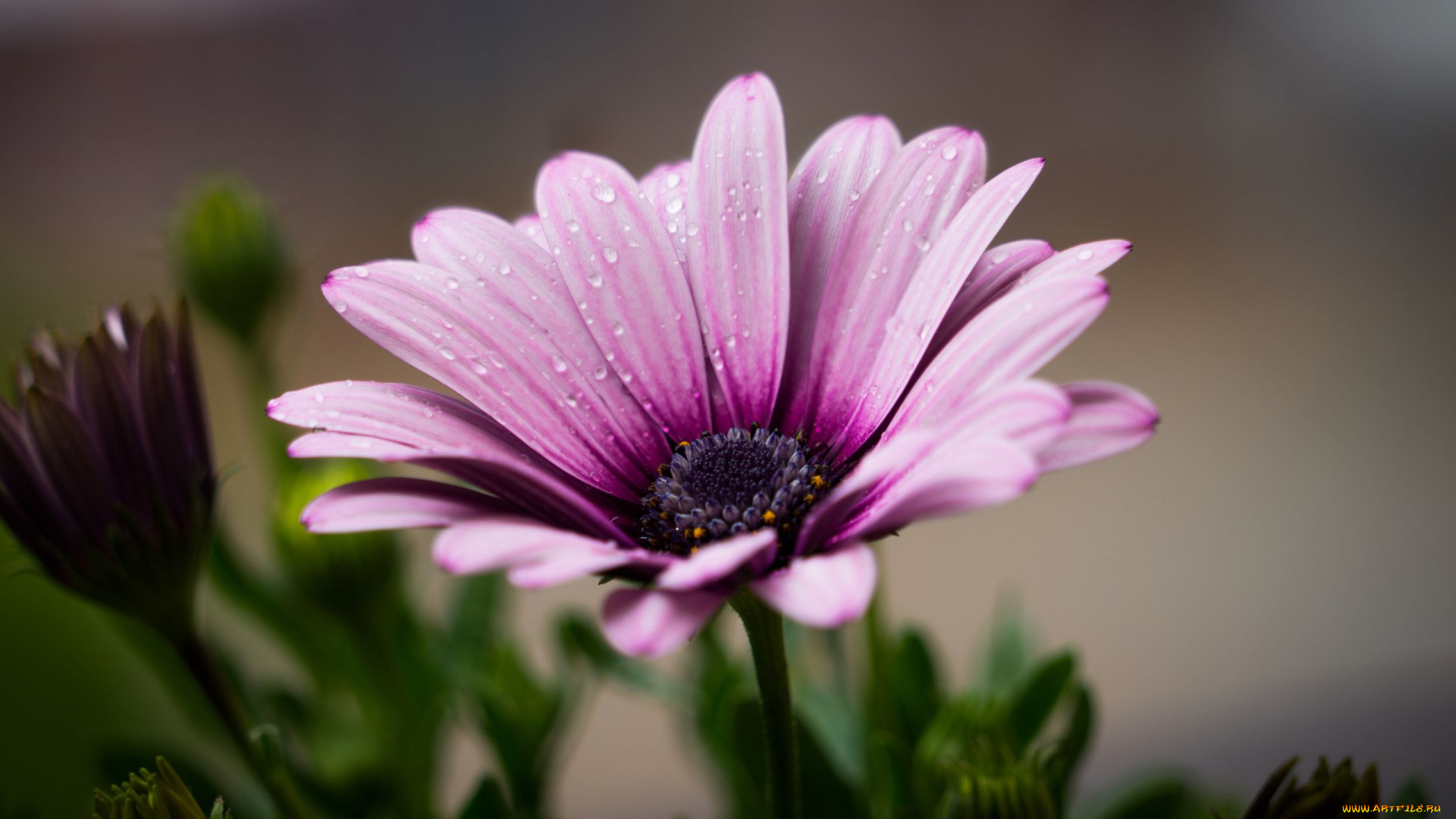 цветы, остеоспермумы, африканская, ромашка