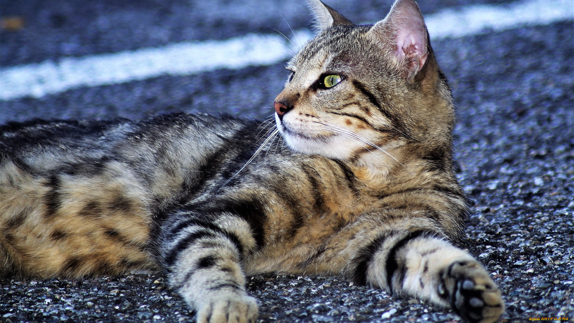 животные, коты, кот, кошка