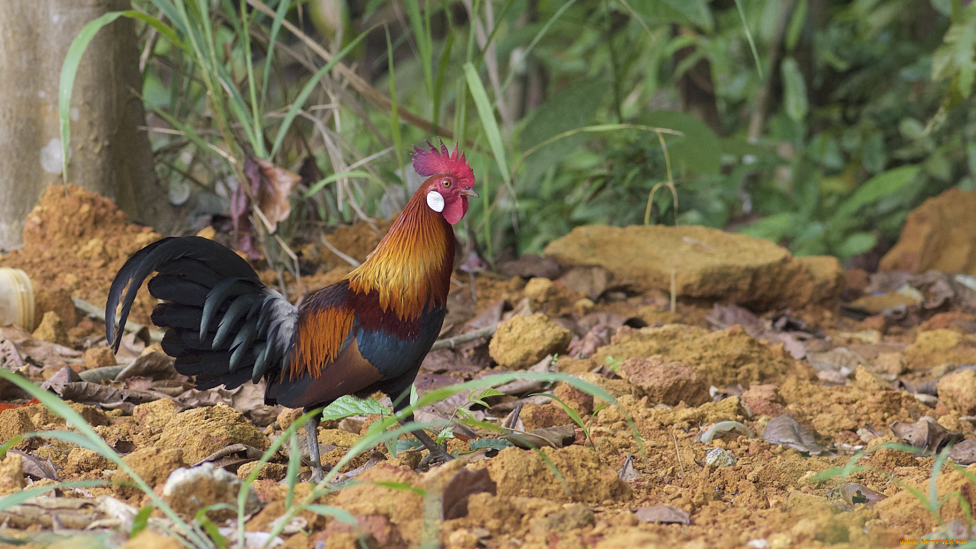 животные, куры, , петухи, петух
