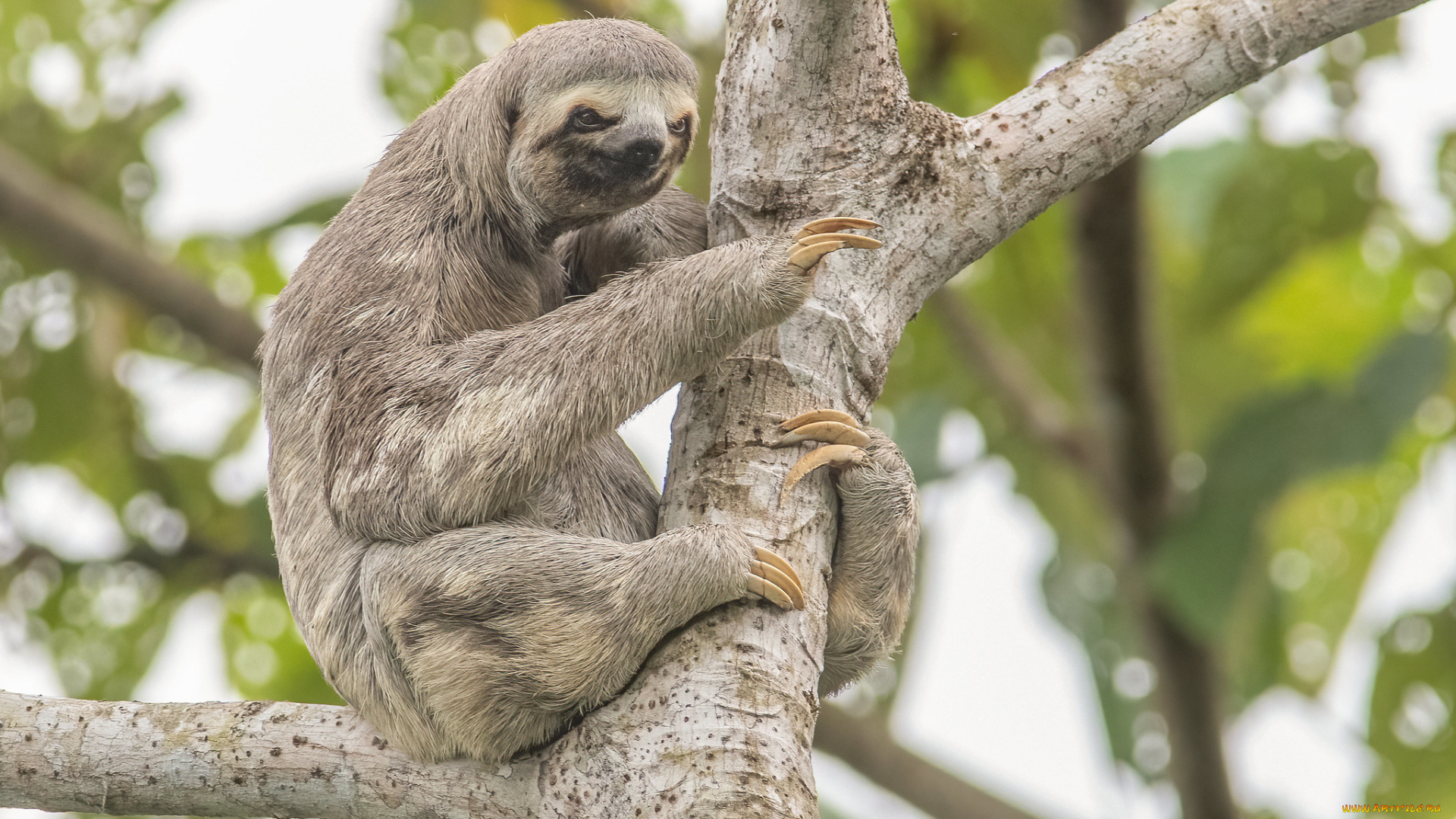 животные, ленивцы, ленивец