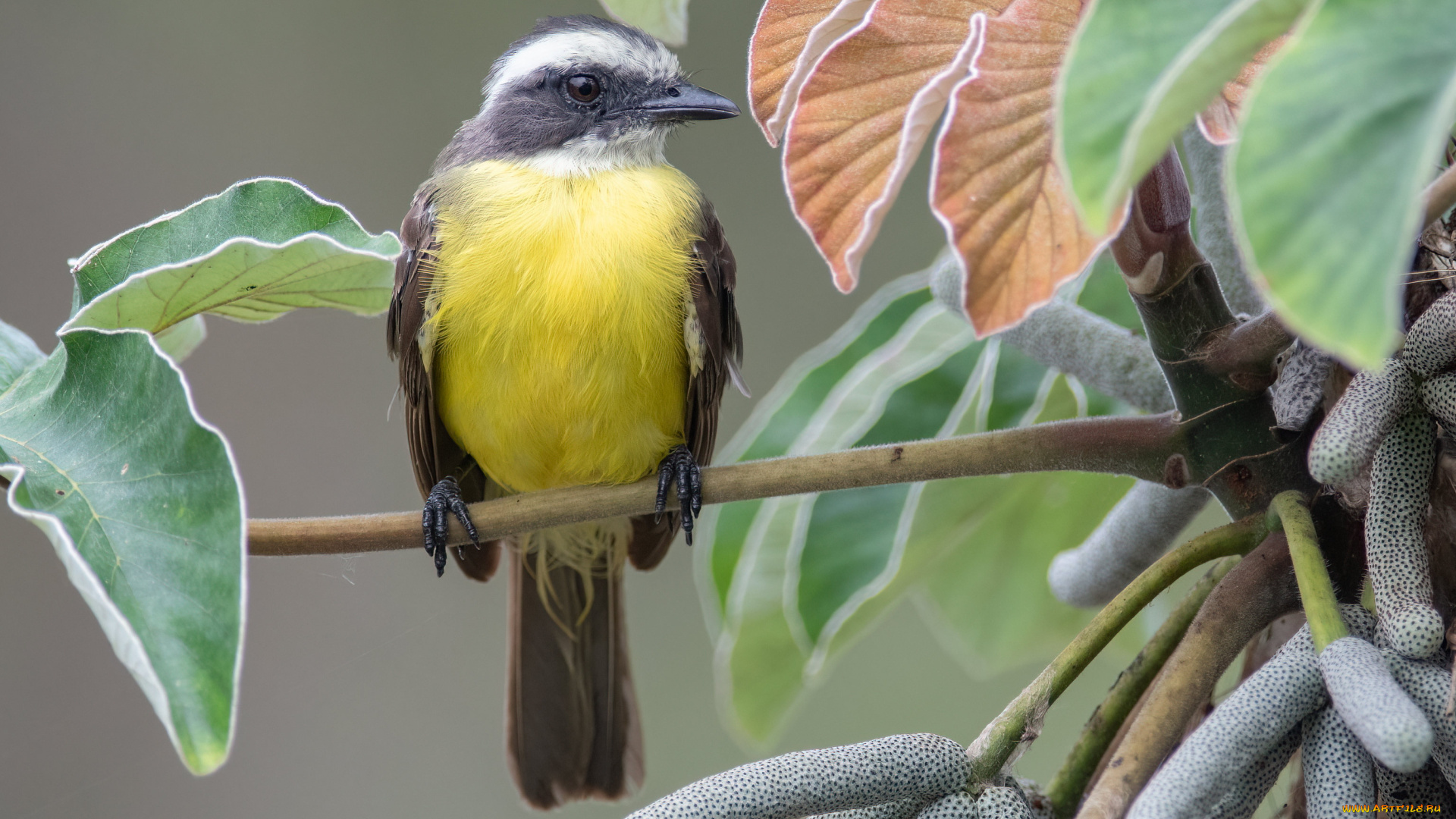 животные, птицы, птица