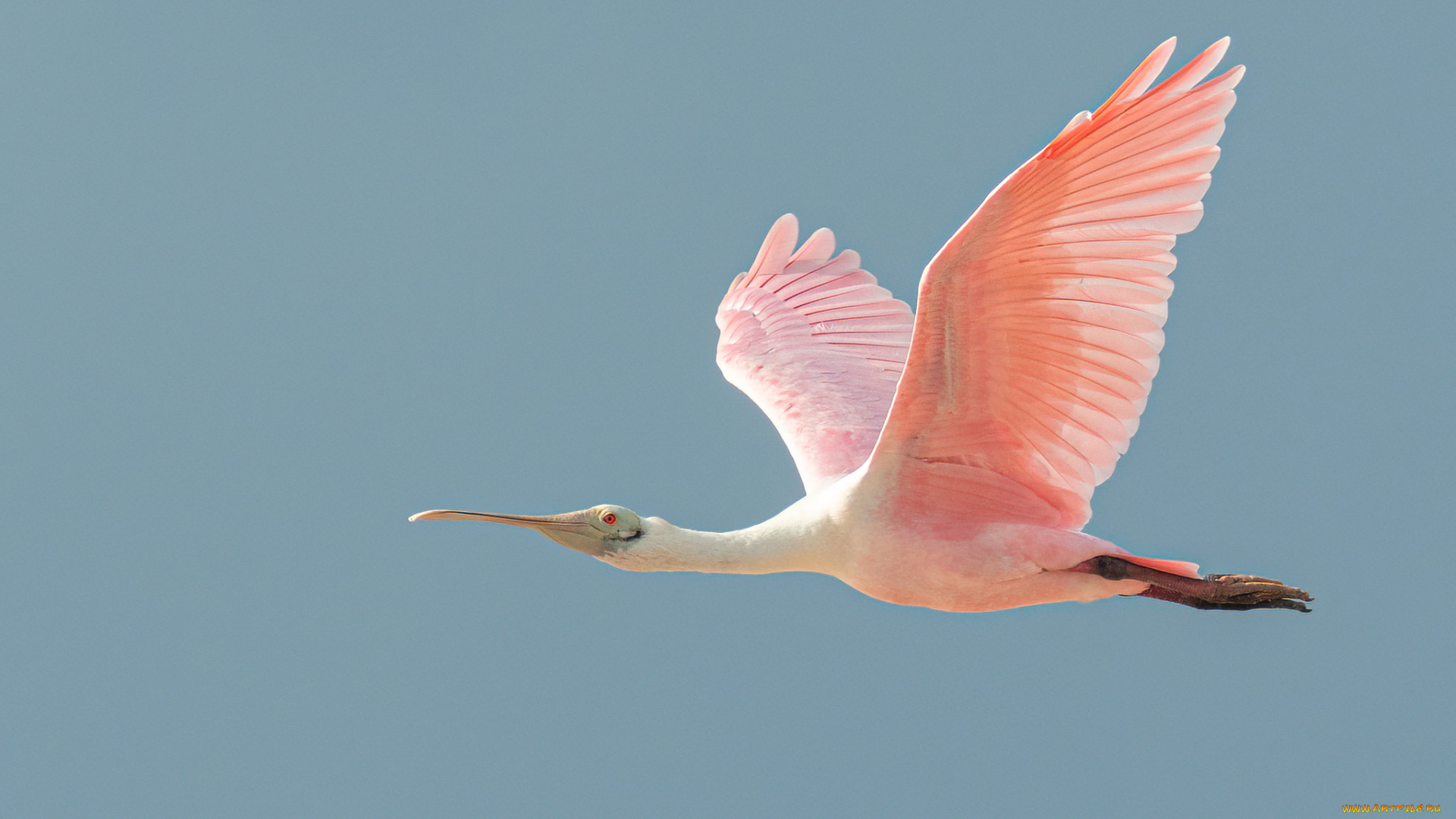 животные, птицы, птица