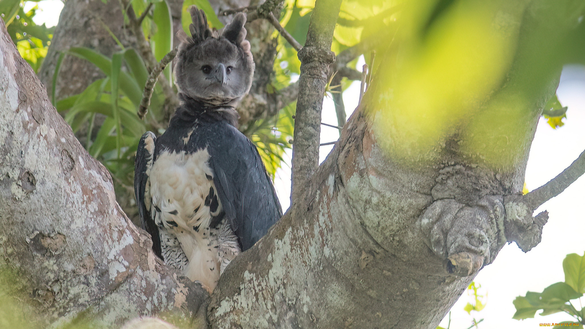 животные, совы, сова