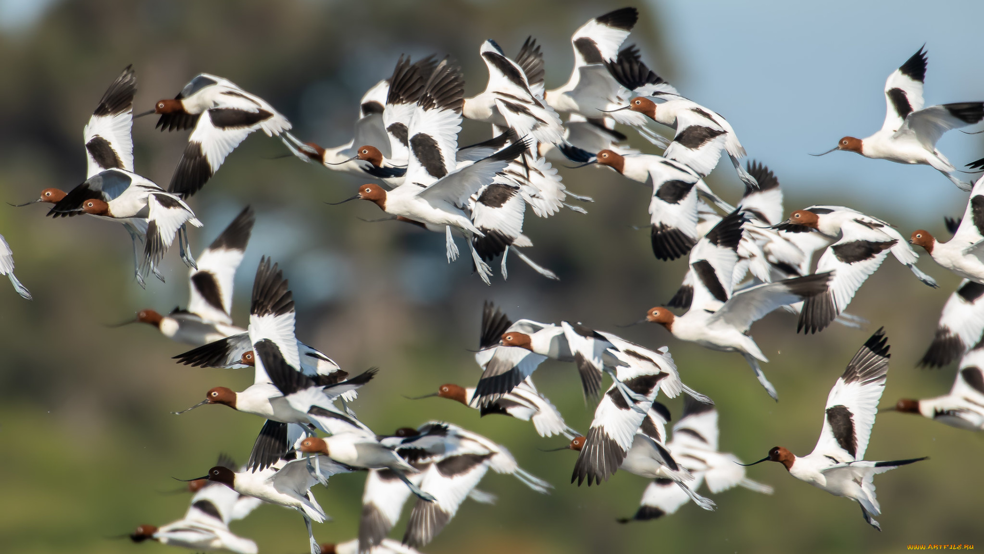 животные, вальдшнепы, , кроншнепы, , бекасы, стая